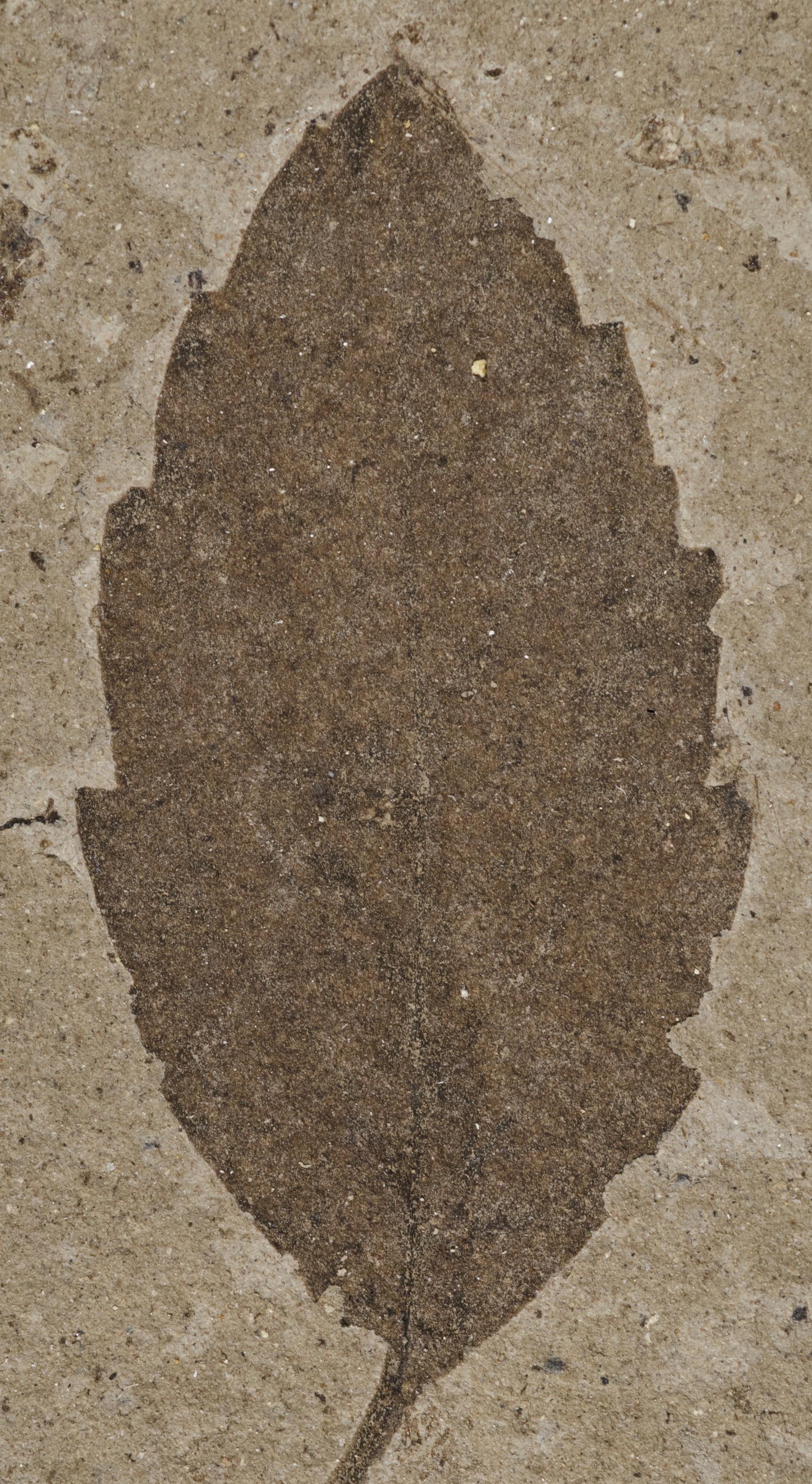 Fossil Image