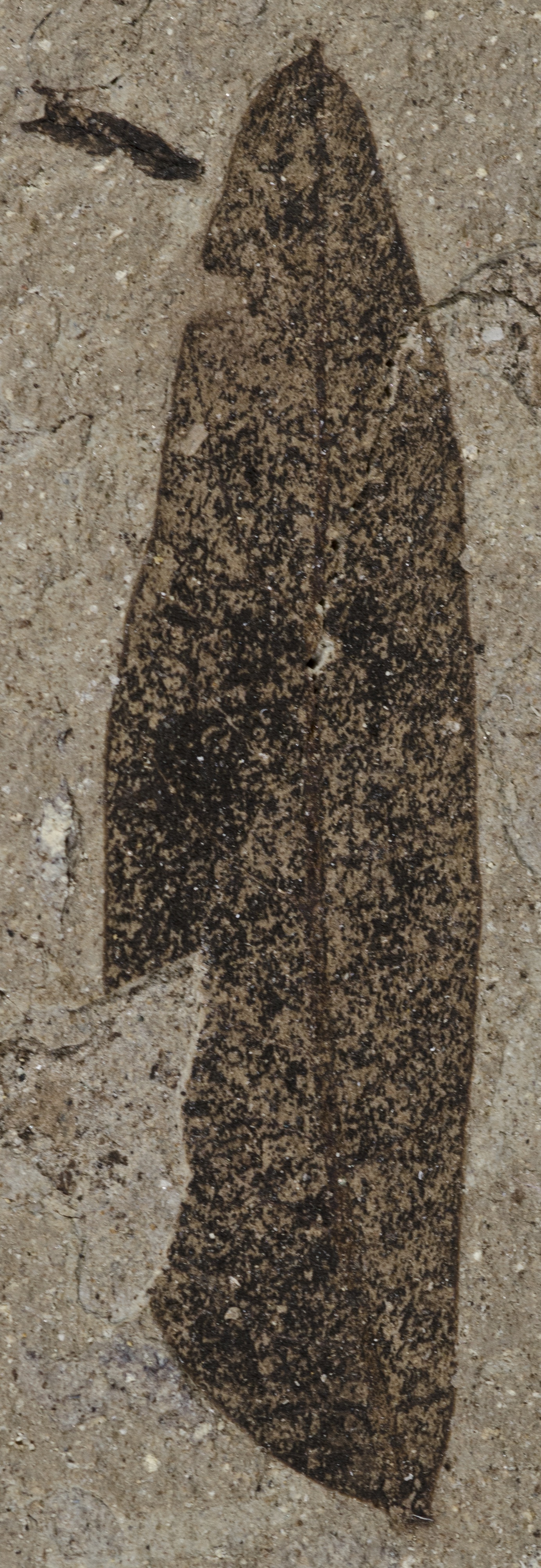 Fossil Image