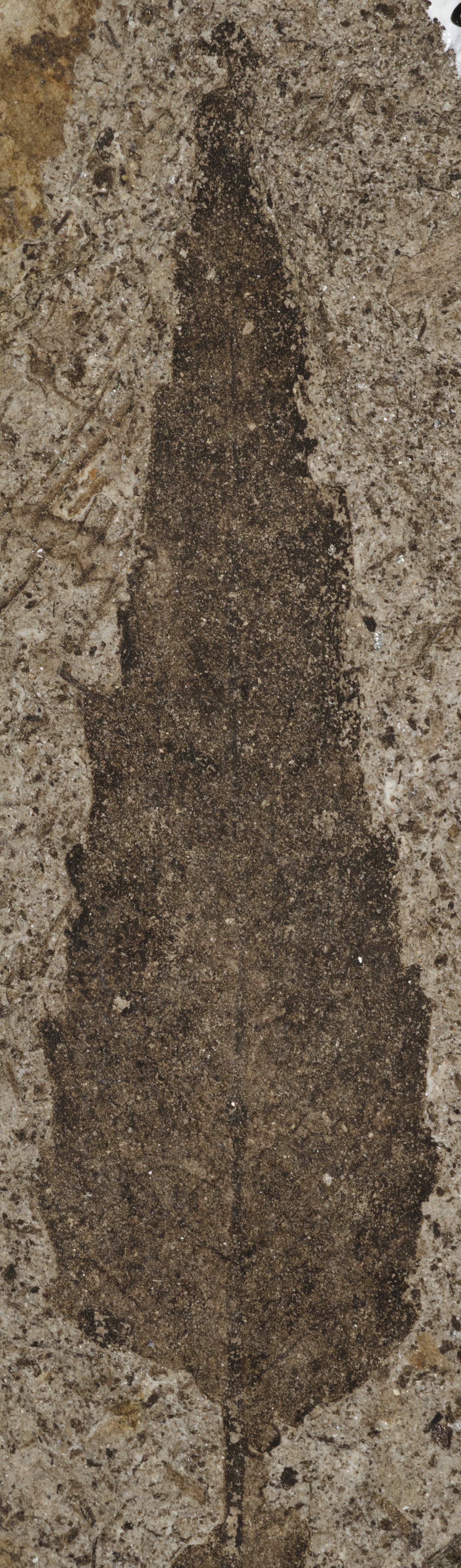 Fossil Image