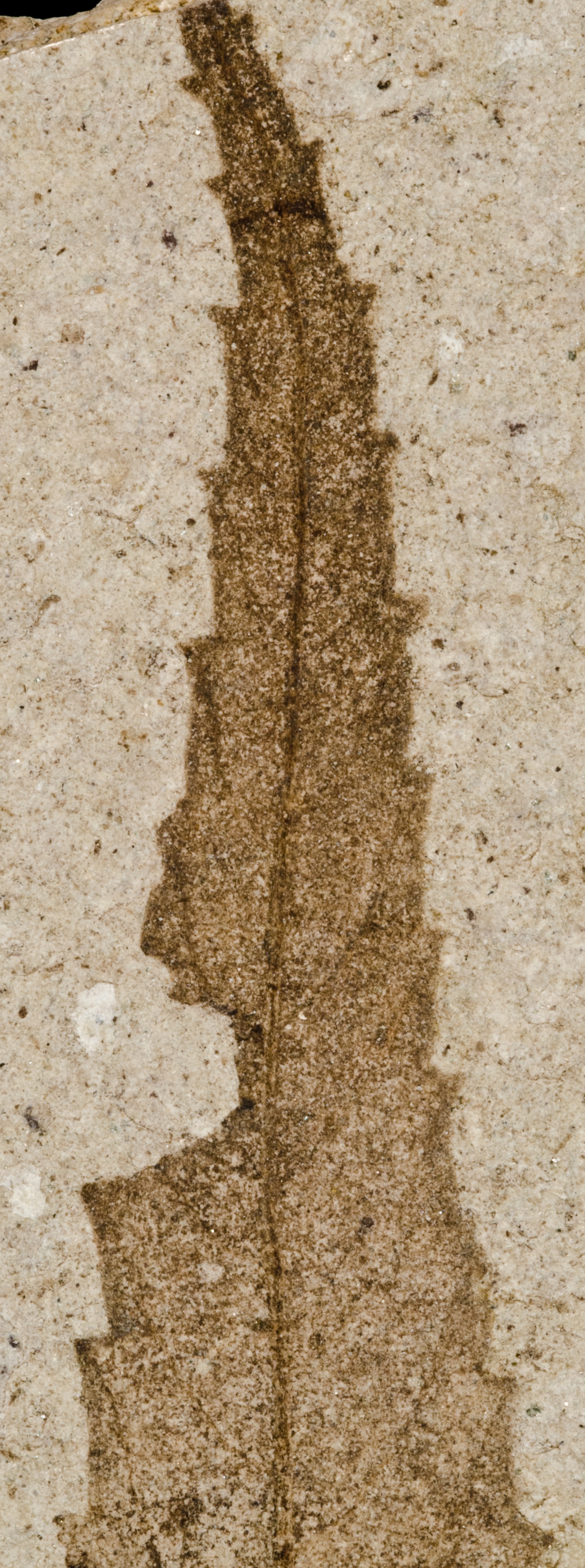 Fossil Image