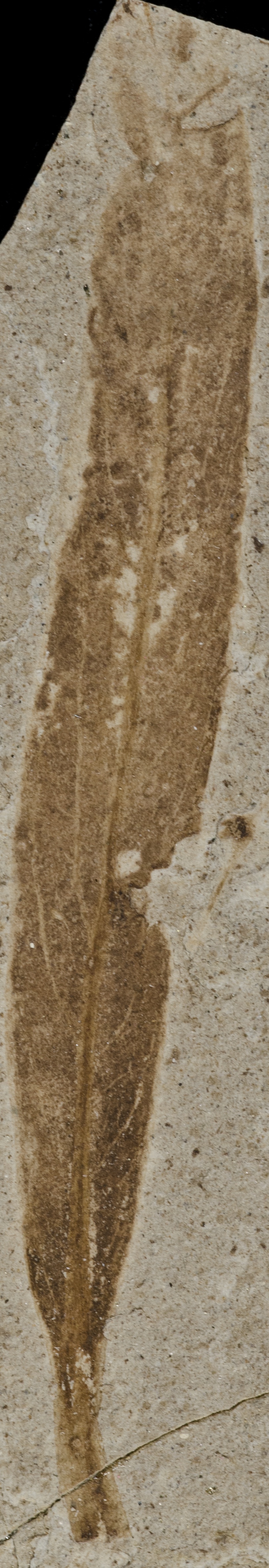 Fossil Image