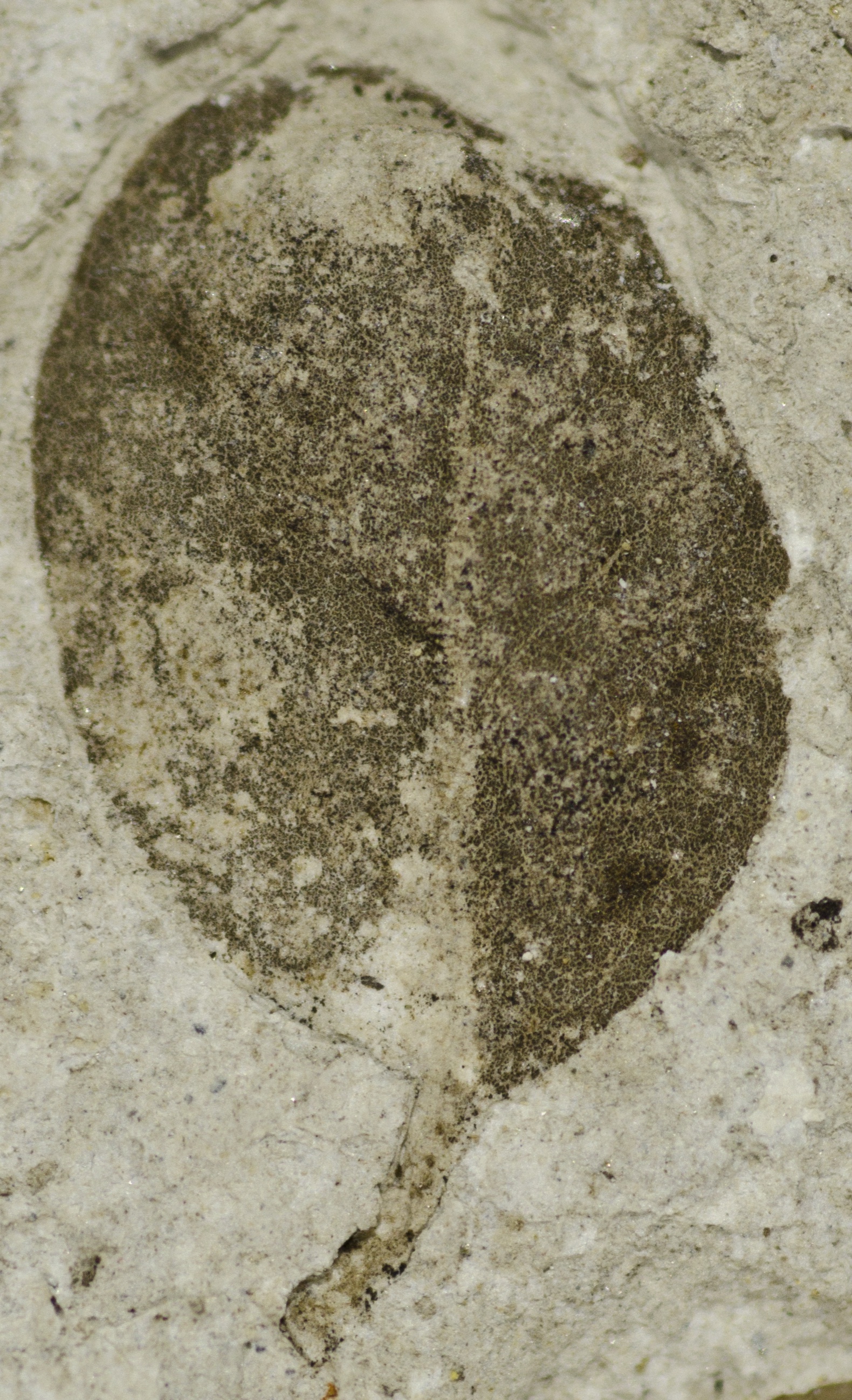 Fossil Image