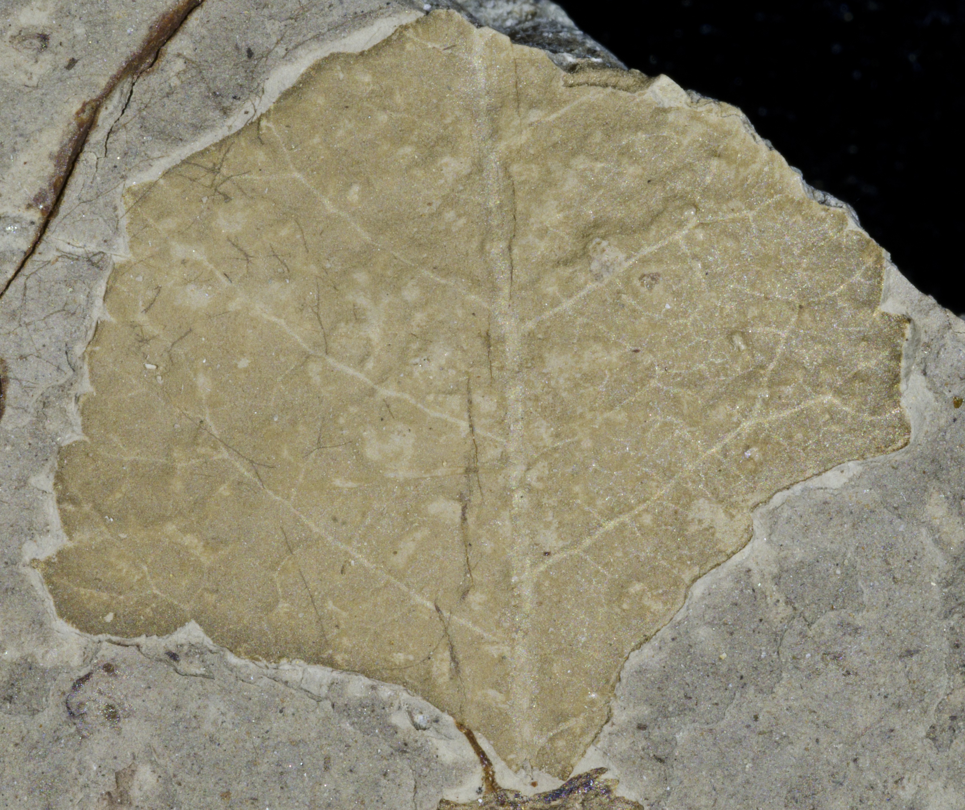 Fossil Image