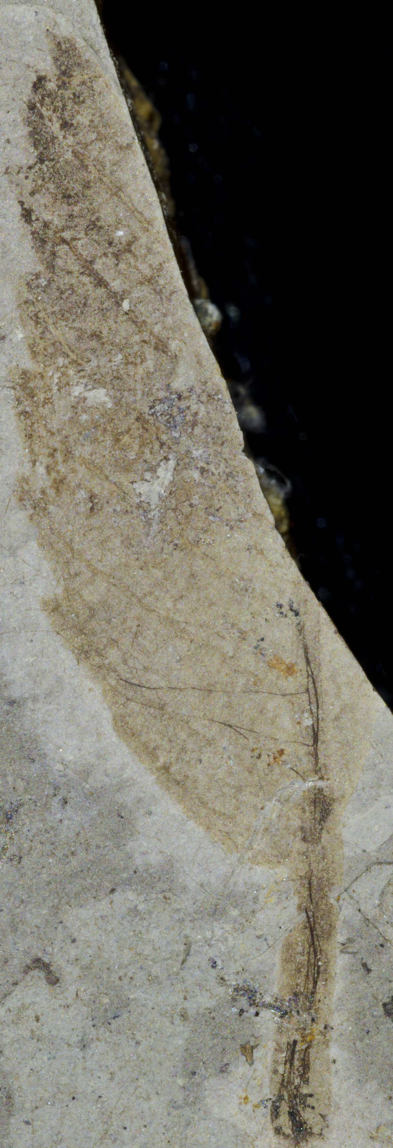Fossil Image