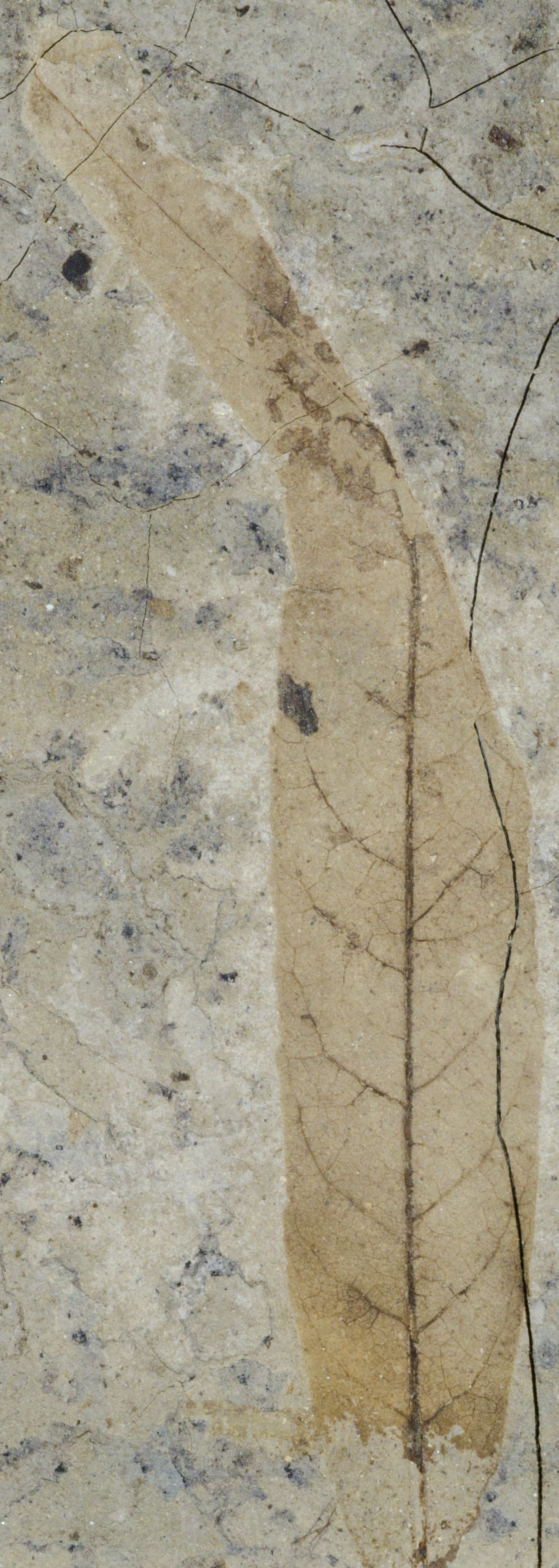 Fossil Image