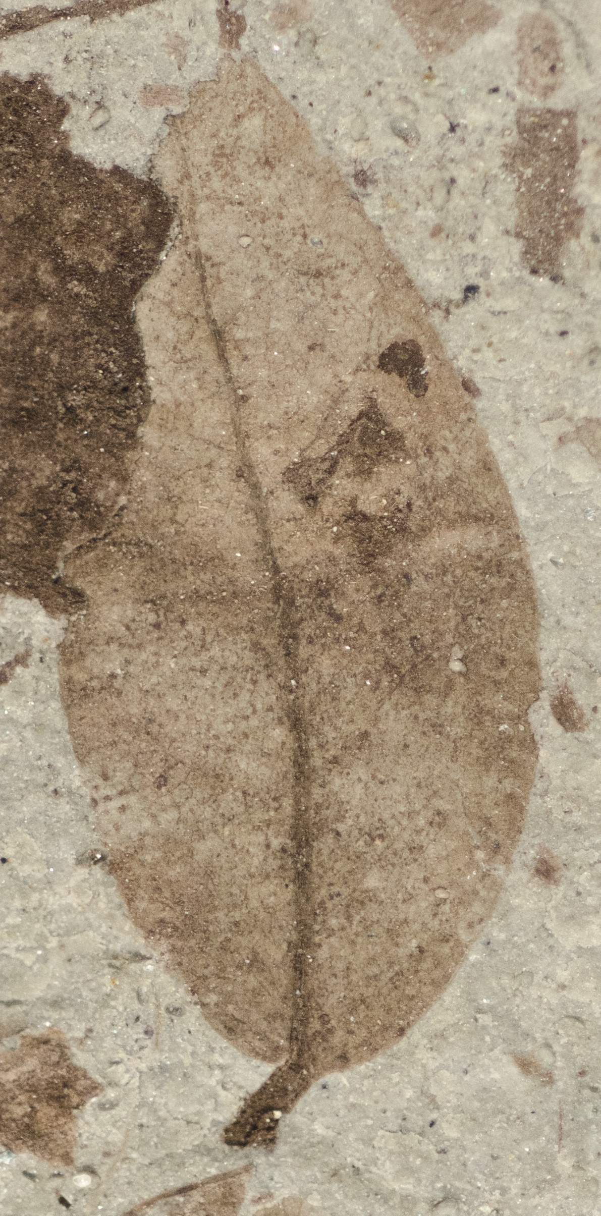 Fossil Image