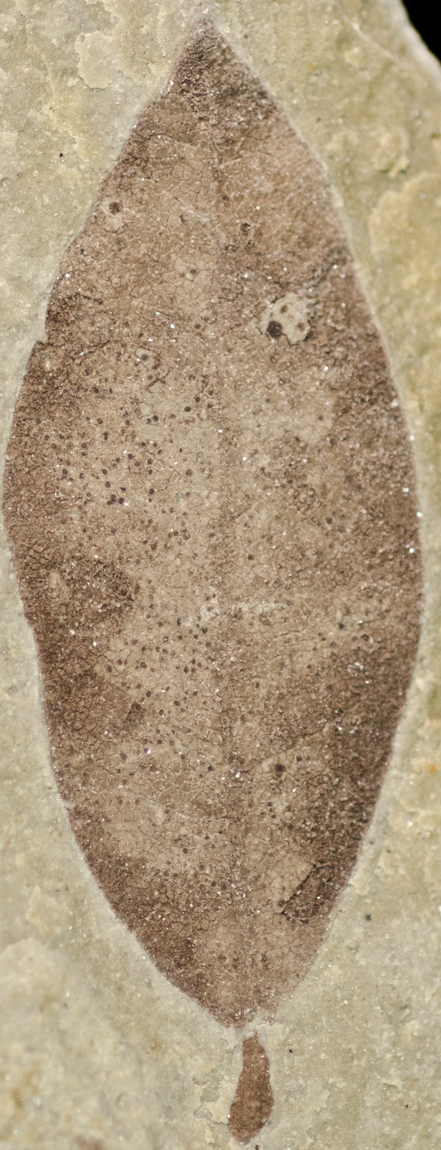 Fossil Image