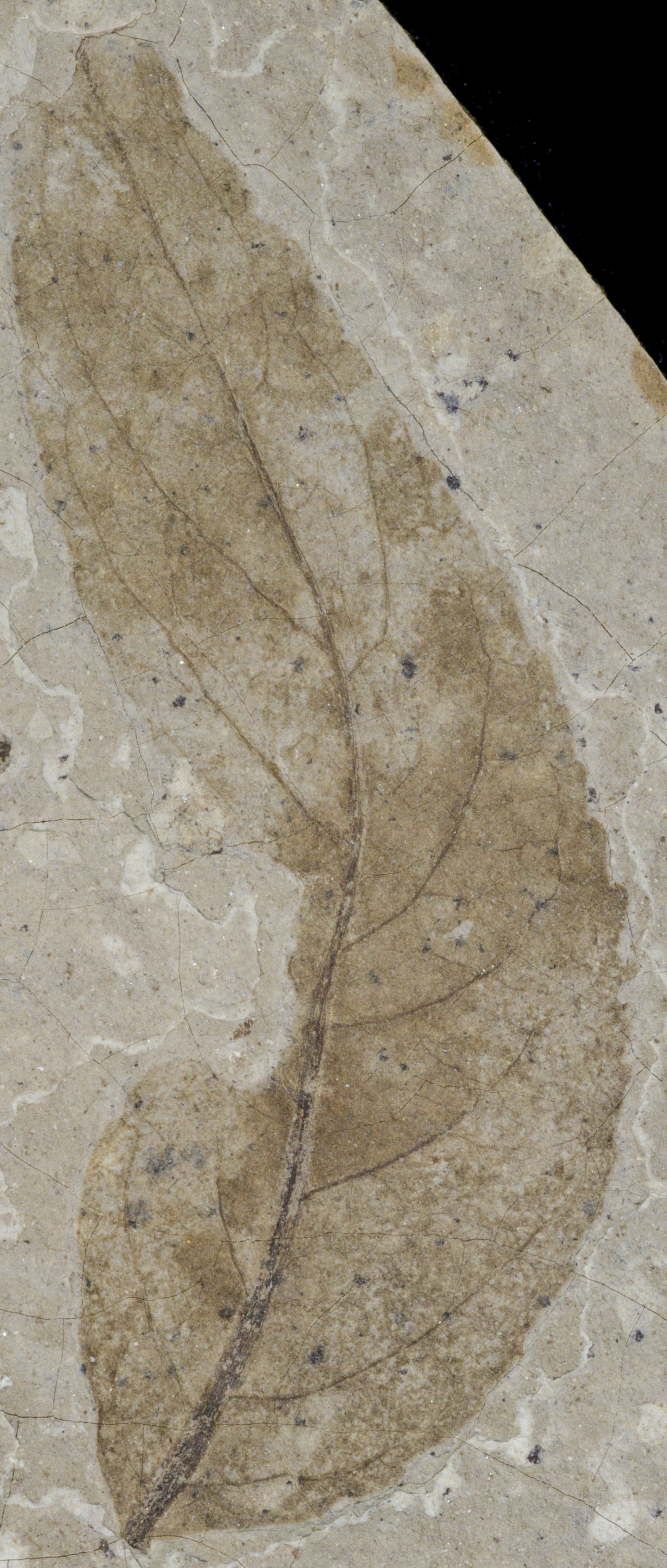 Fossil Image
