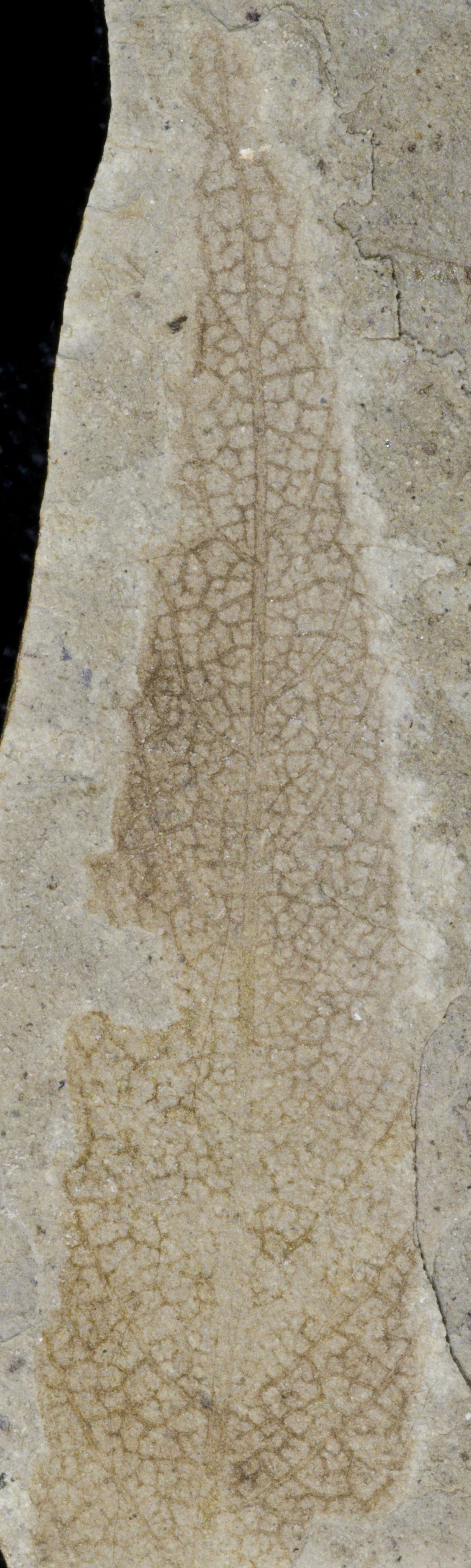 Fossil Image