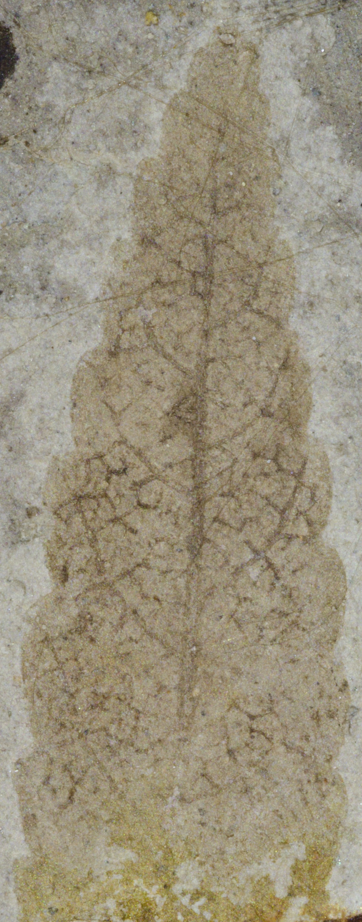 Fossil Image