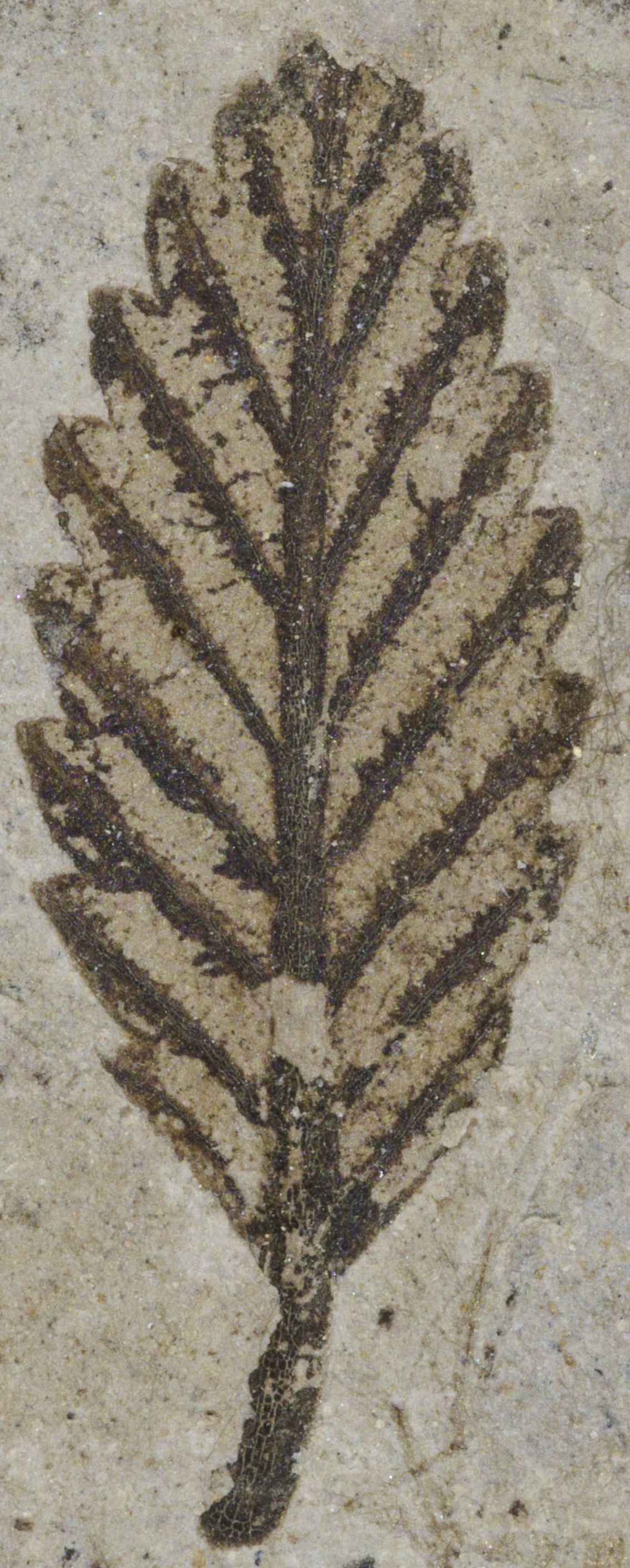 Fossil Image
