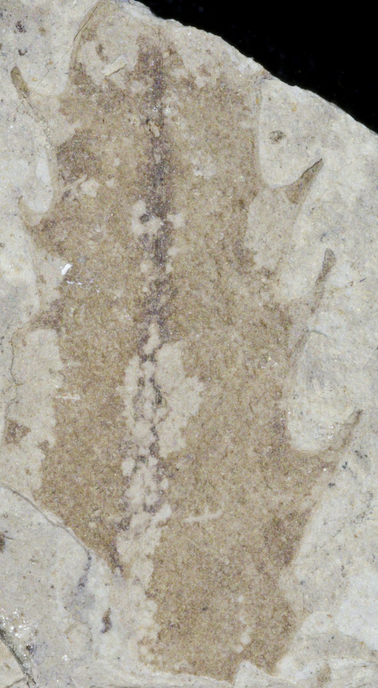 Fossil Image