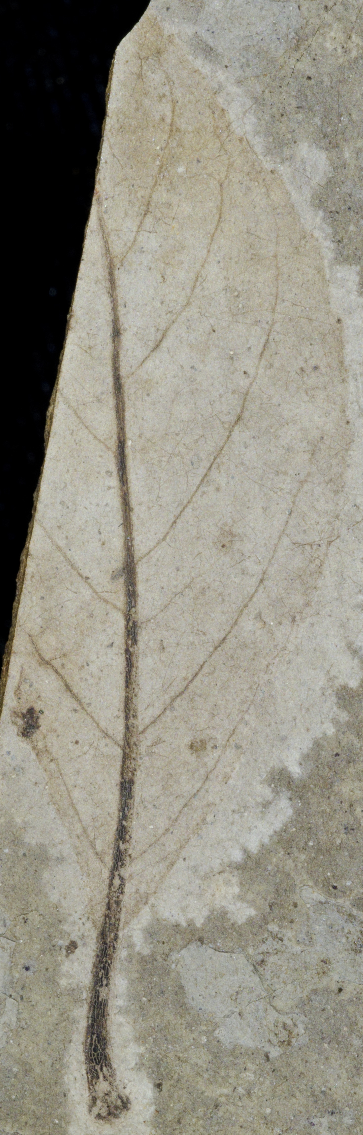 Fossil Image