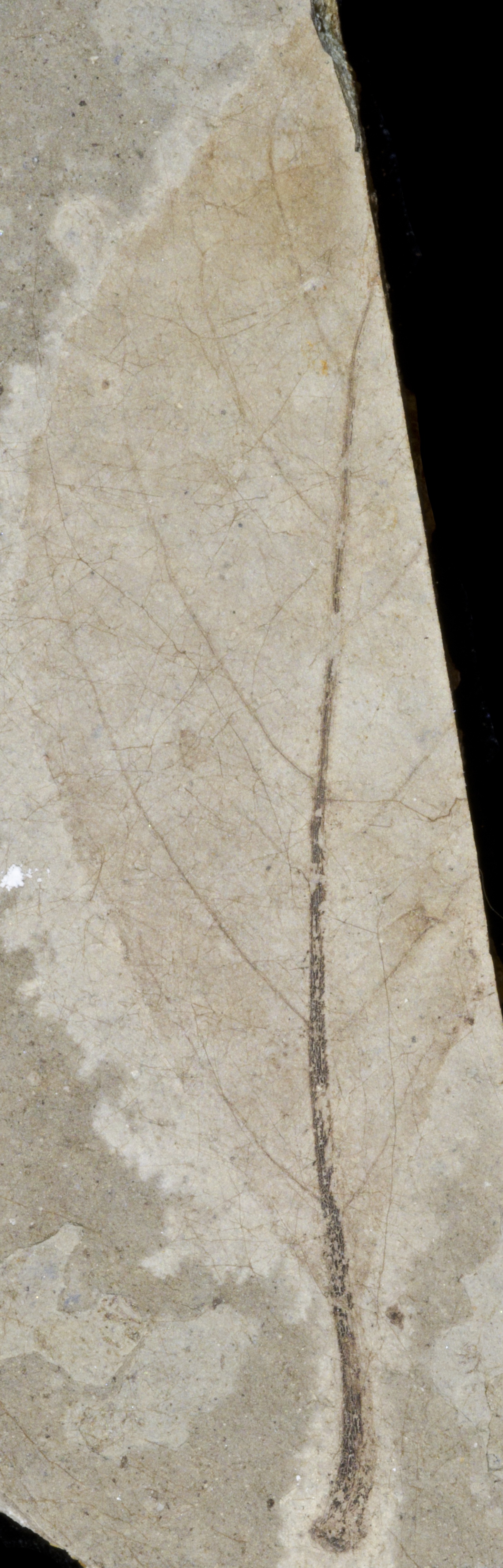 Fossil Image