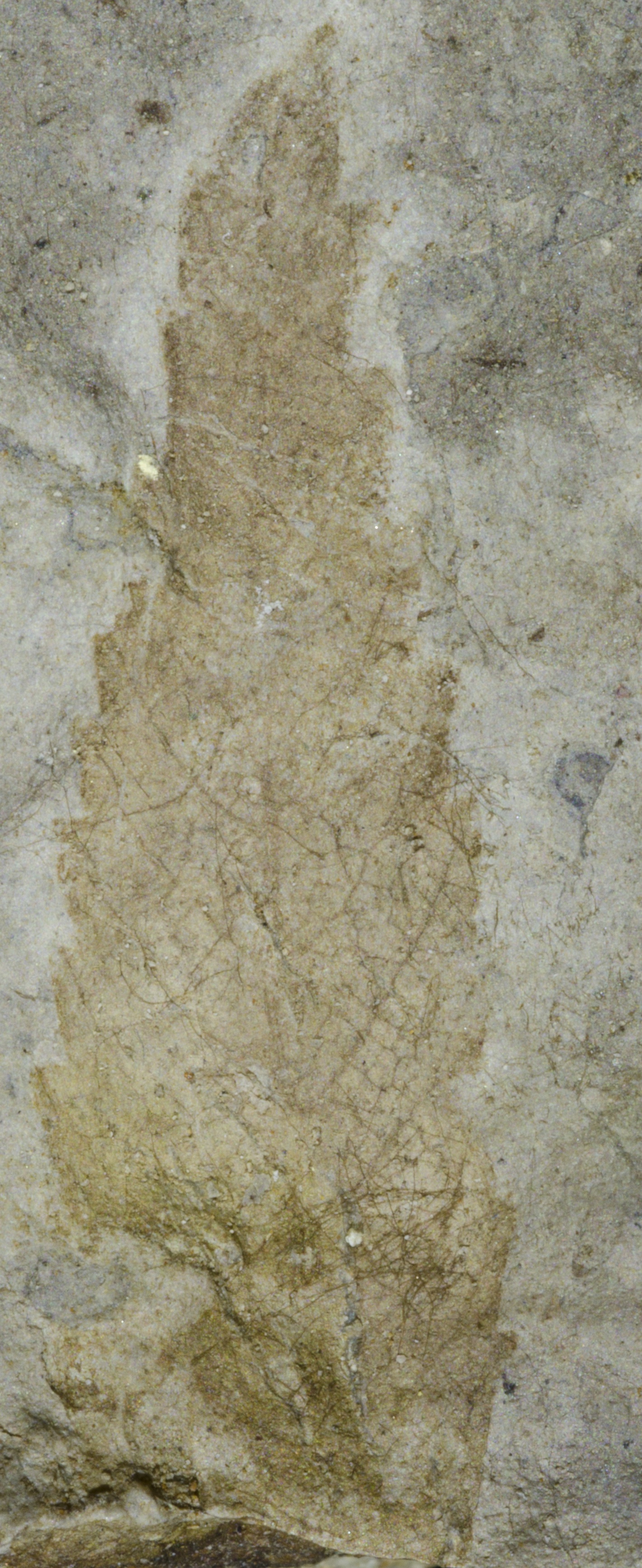 Fossil Image