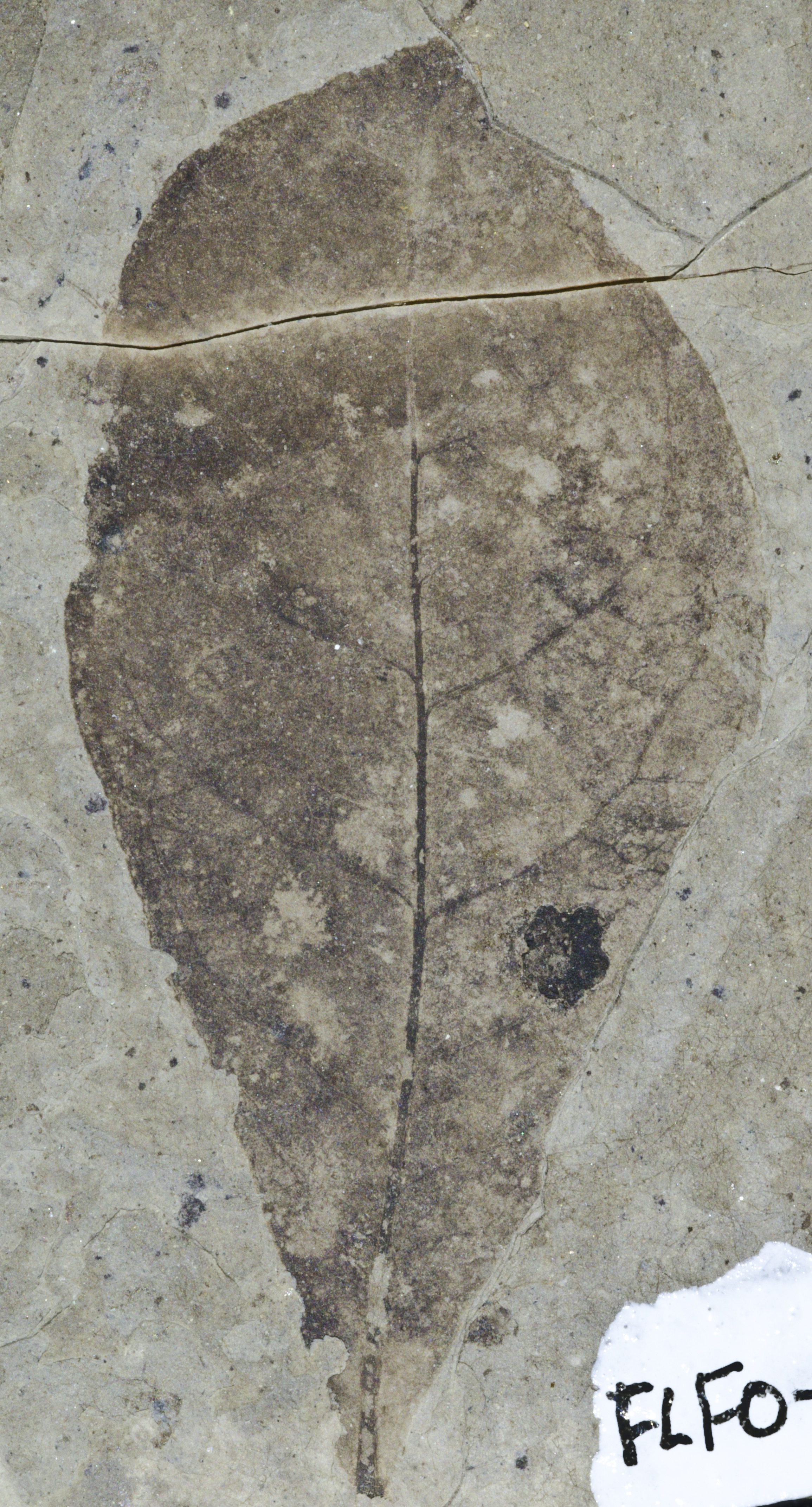 Fossil Image