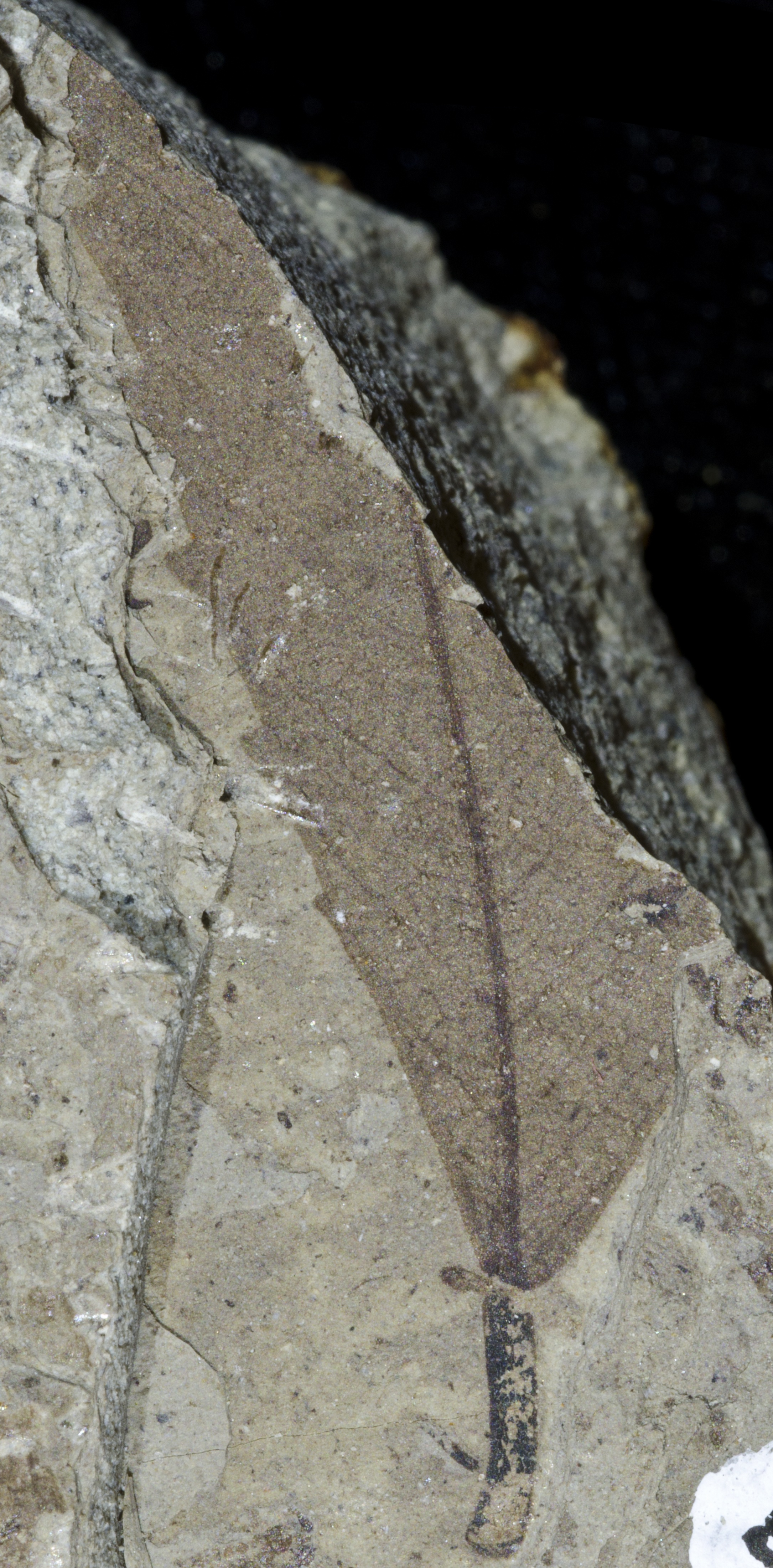 Fossil Image