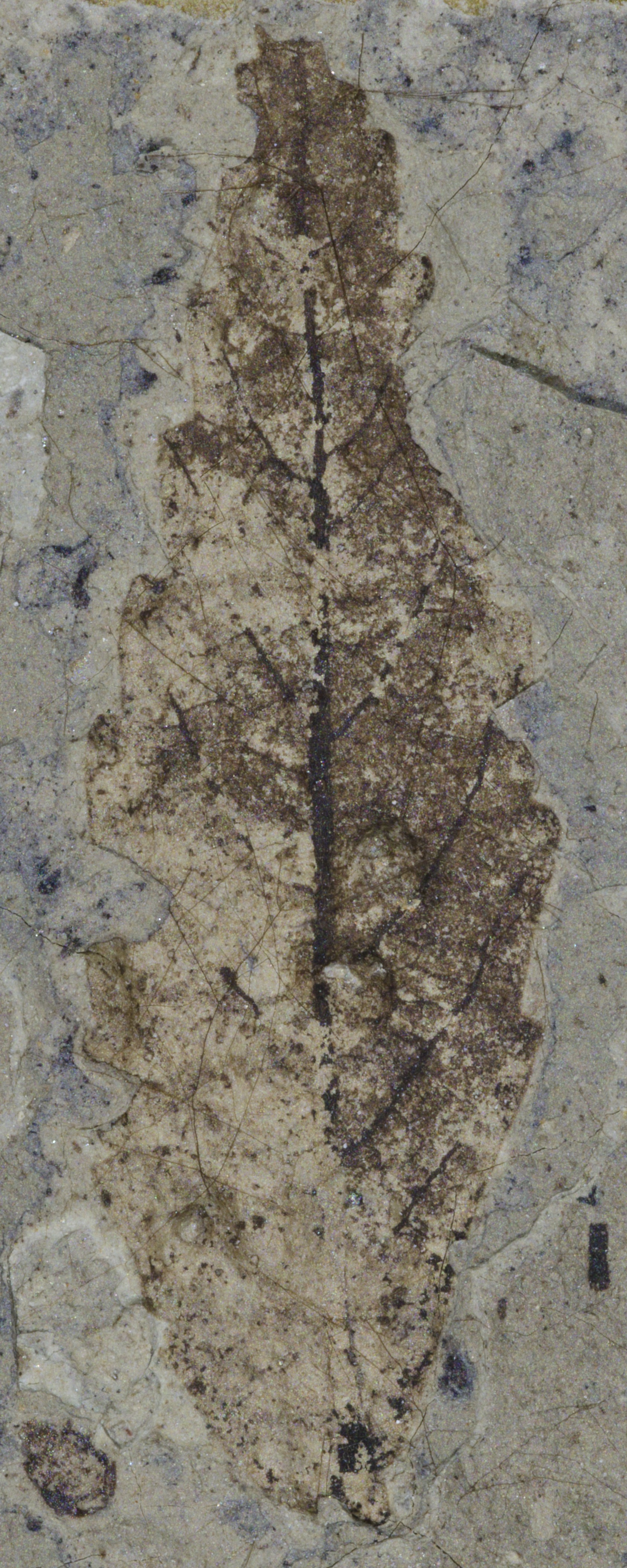 Fossil Image