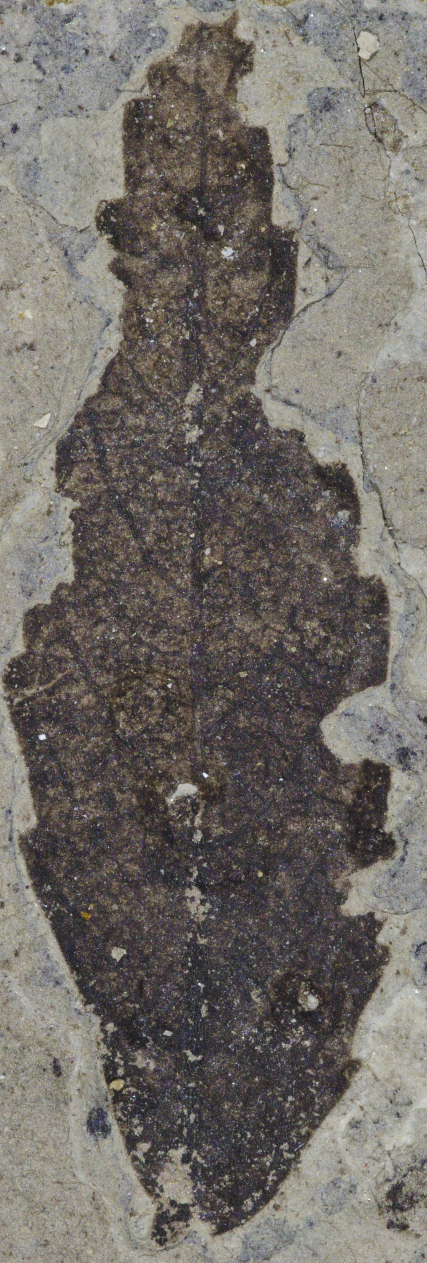 Fossil Image