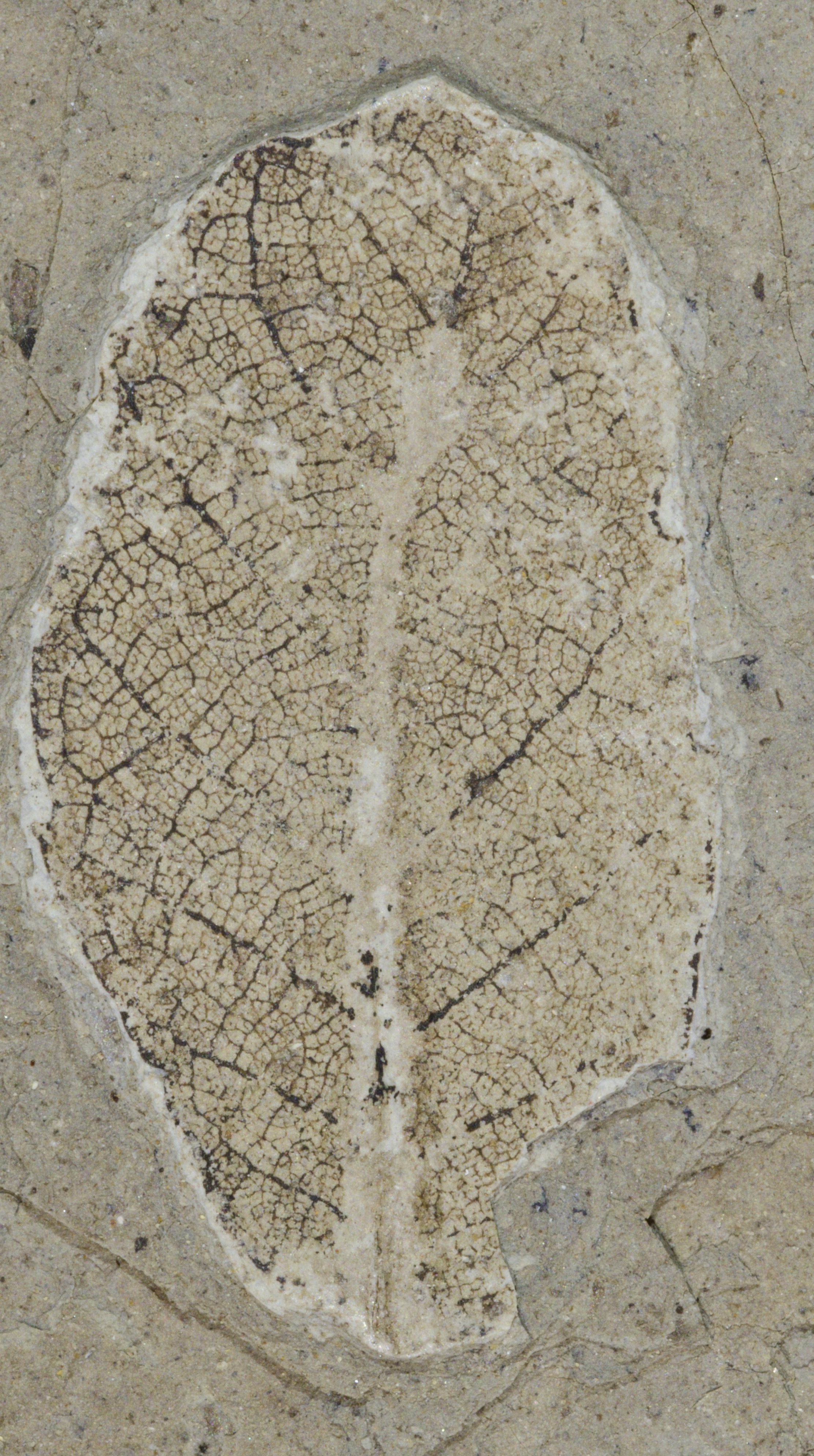 Fossil Image