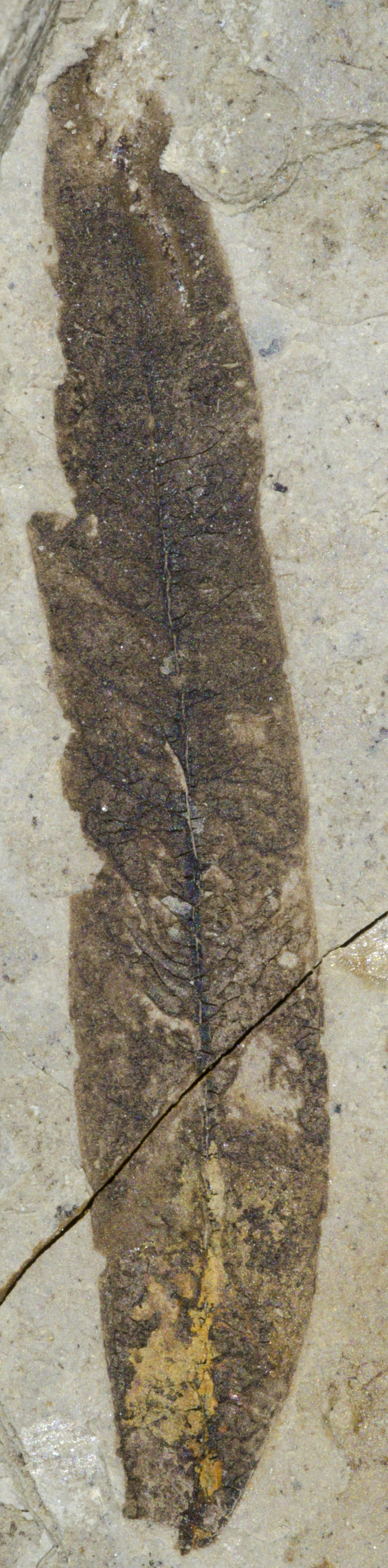 Fossil Image