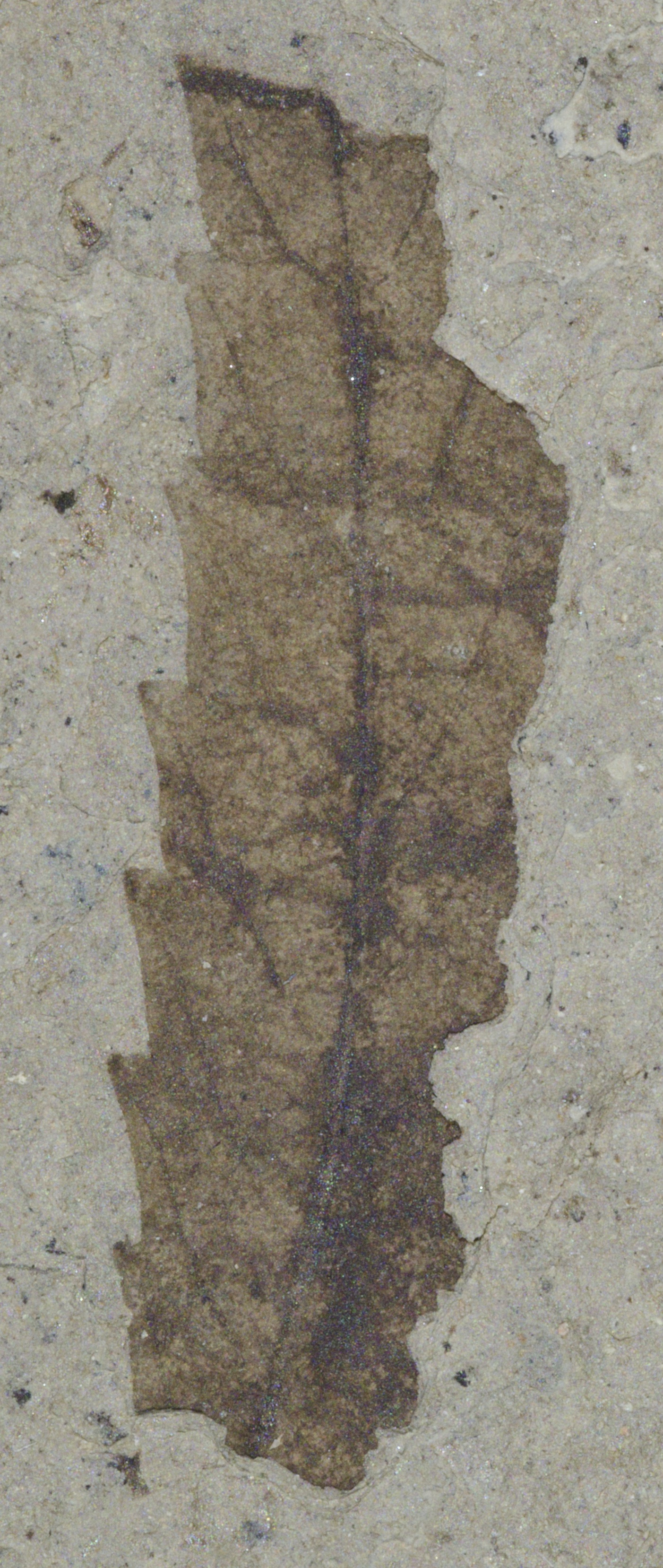 Fossil Image