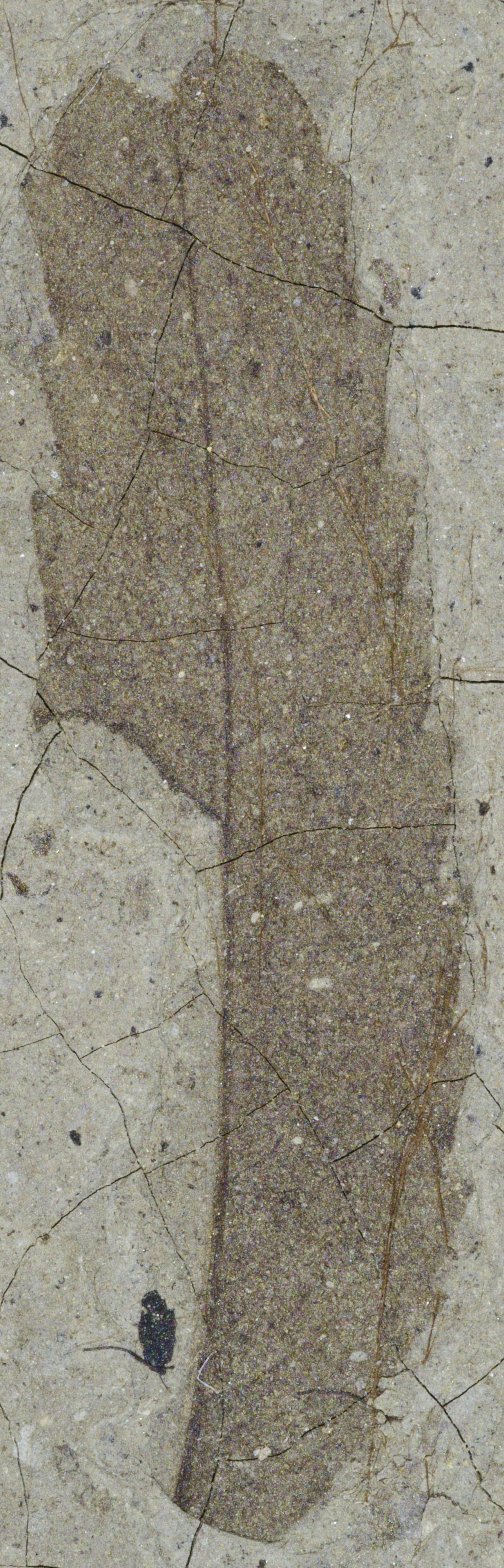 Fossil Image