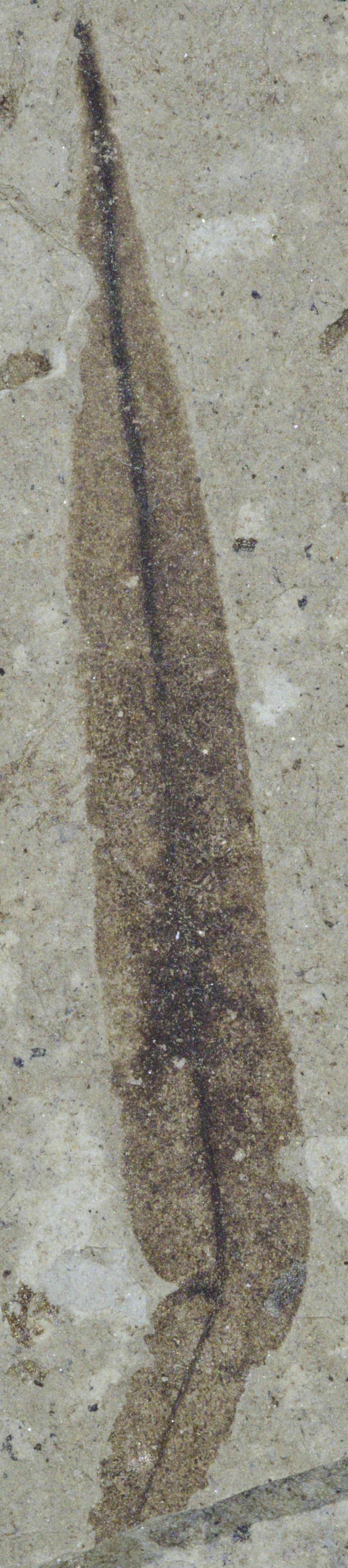 Fossil Image