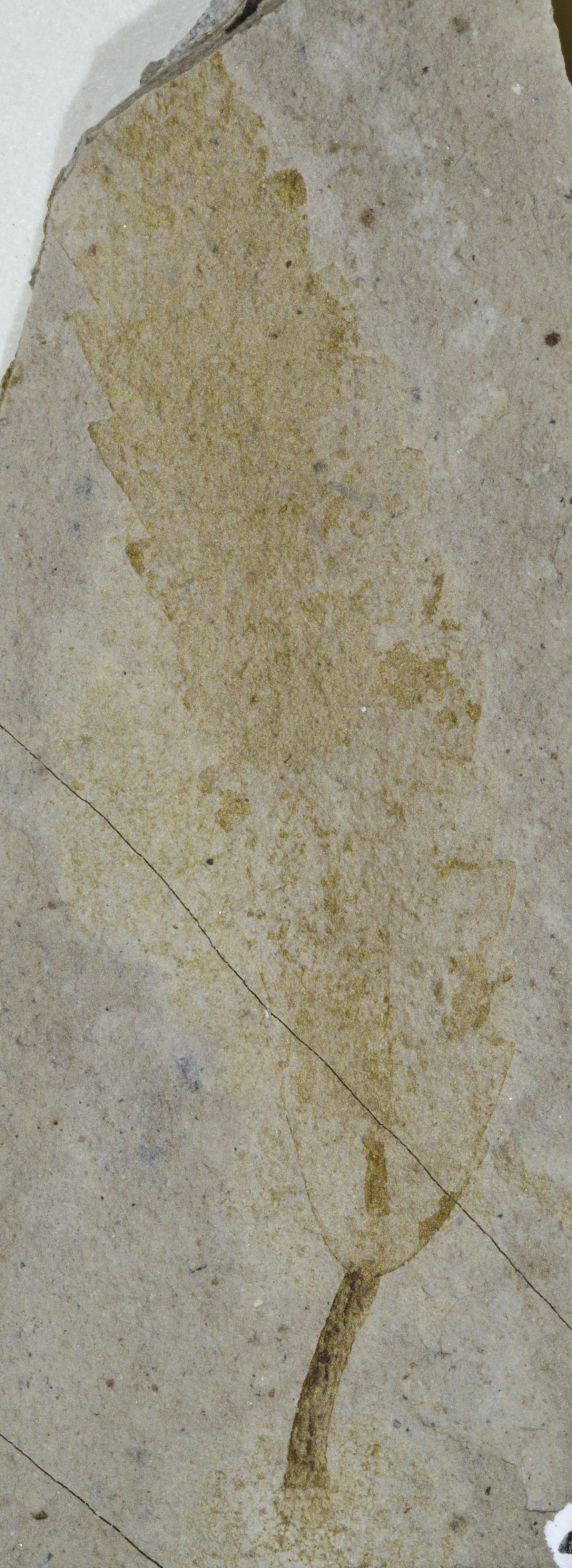 Fossil Image