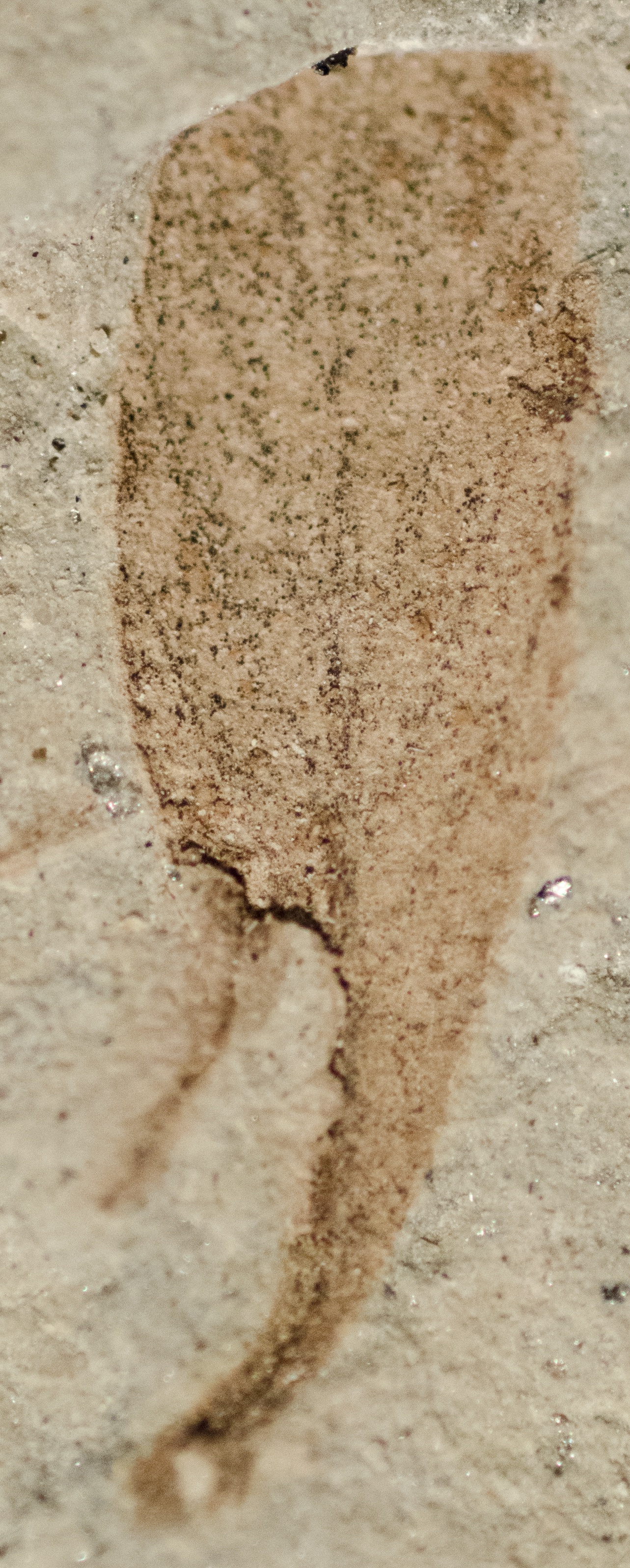 Fossil Image