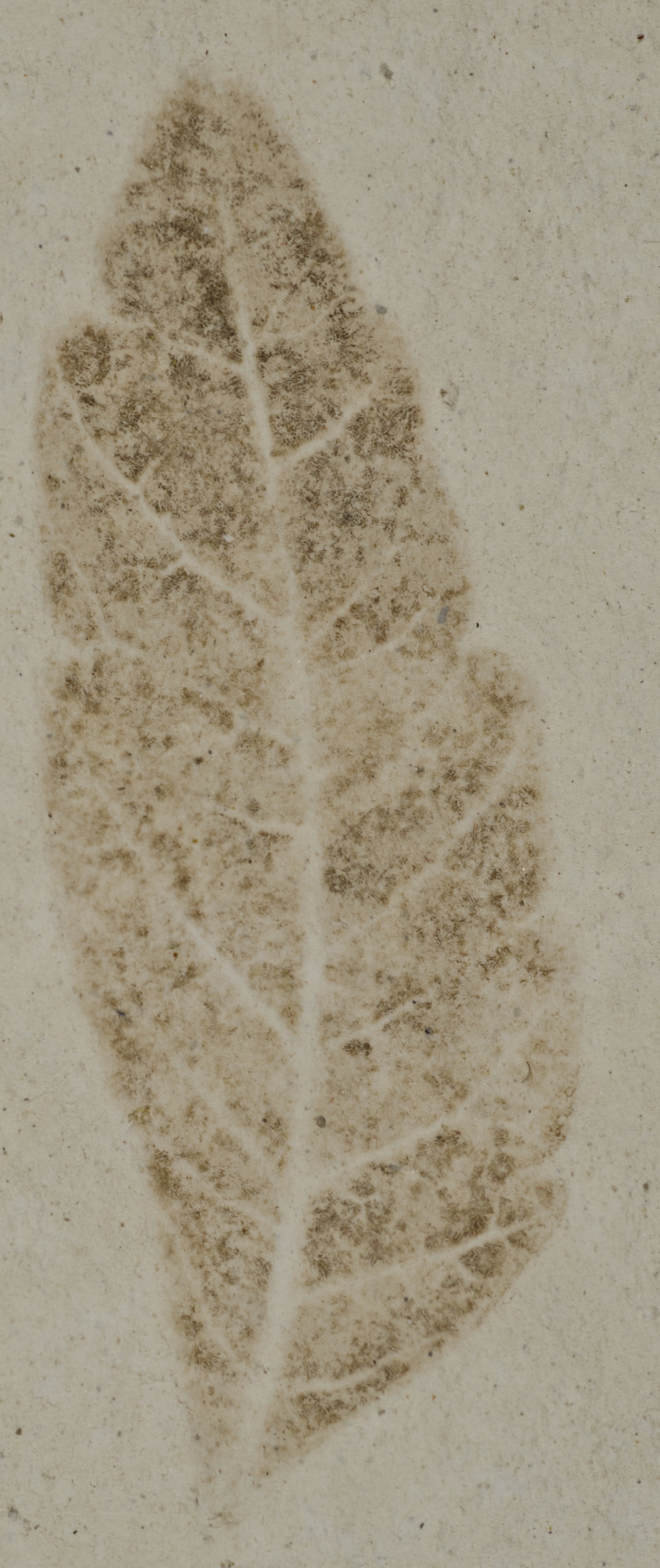 Fossil Image