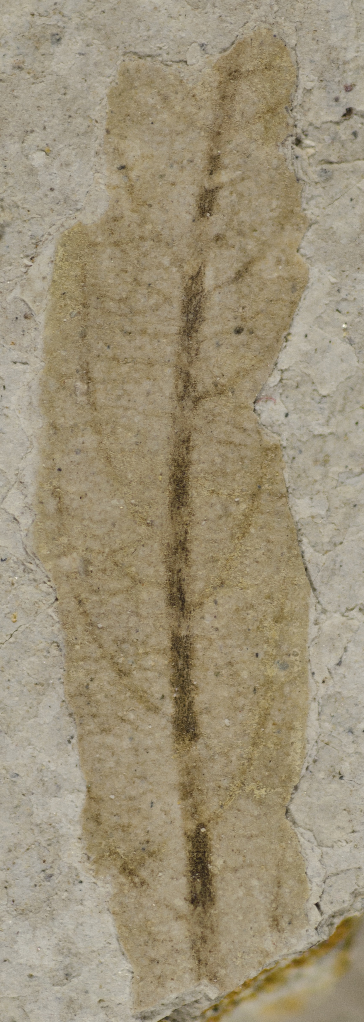 Fossil Image