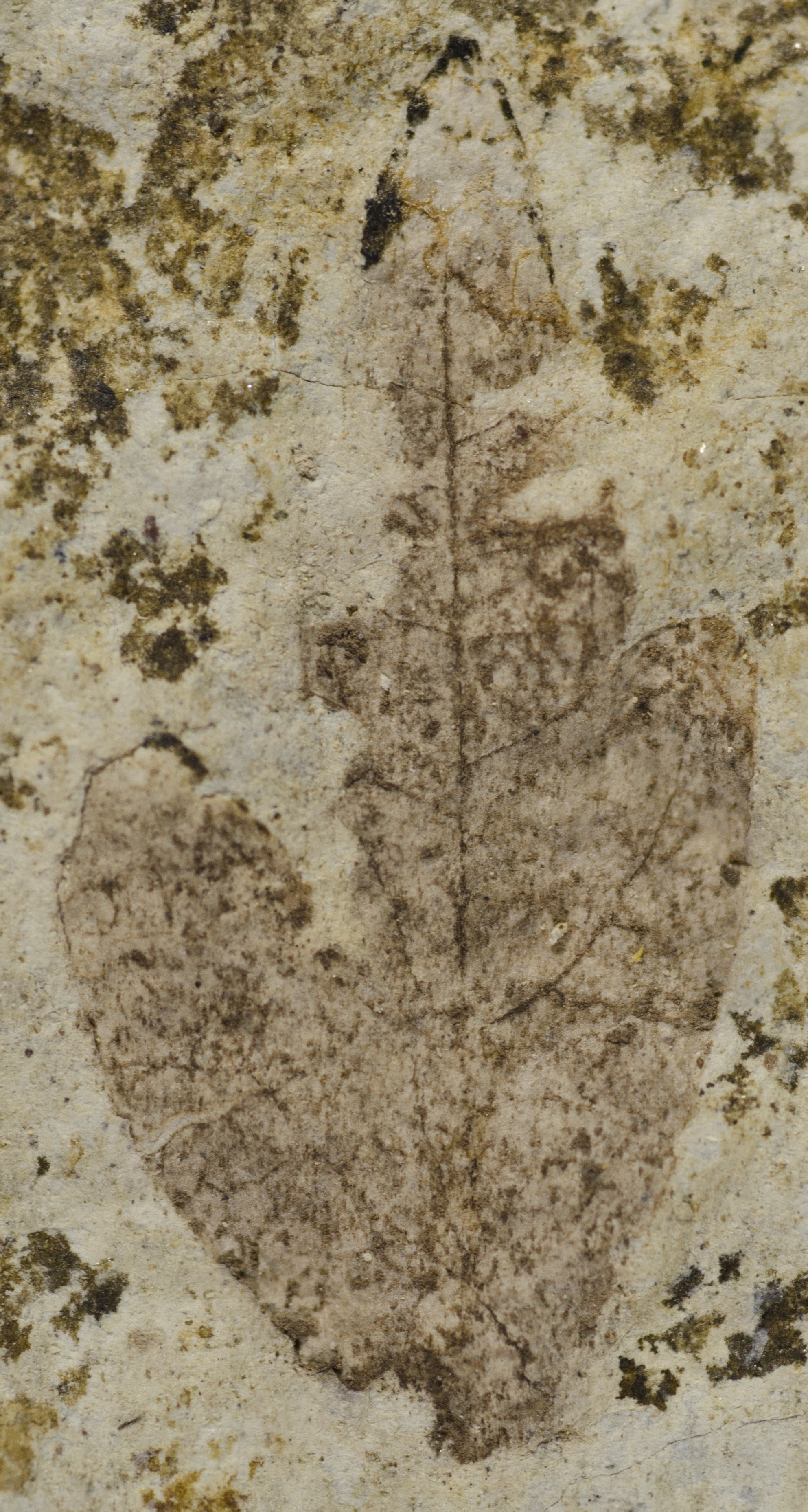 Fossil Image