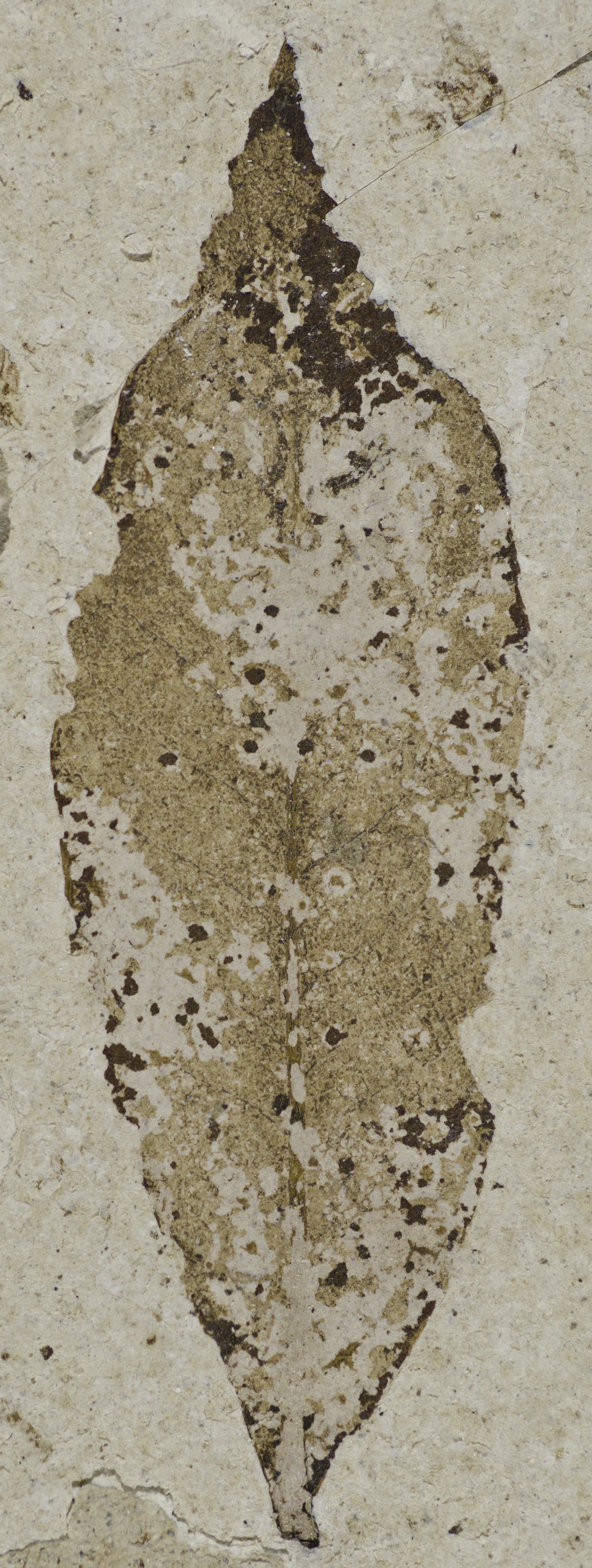 Fossil Image