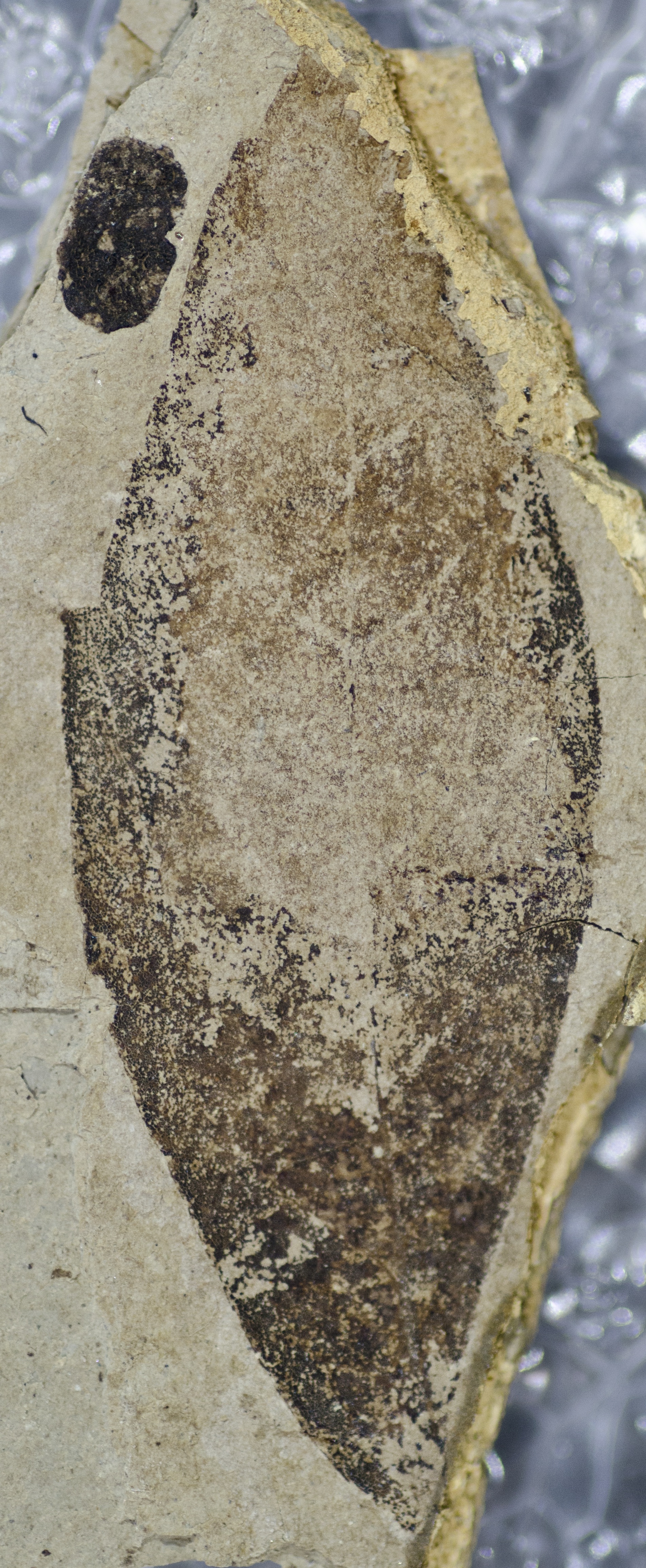 Fossil Image