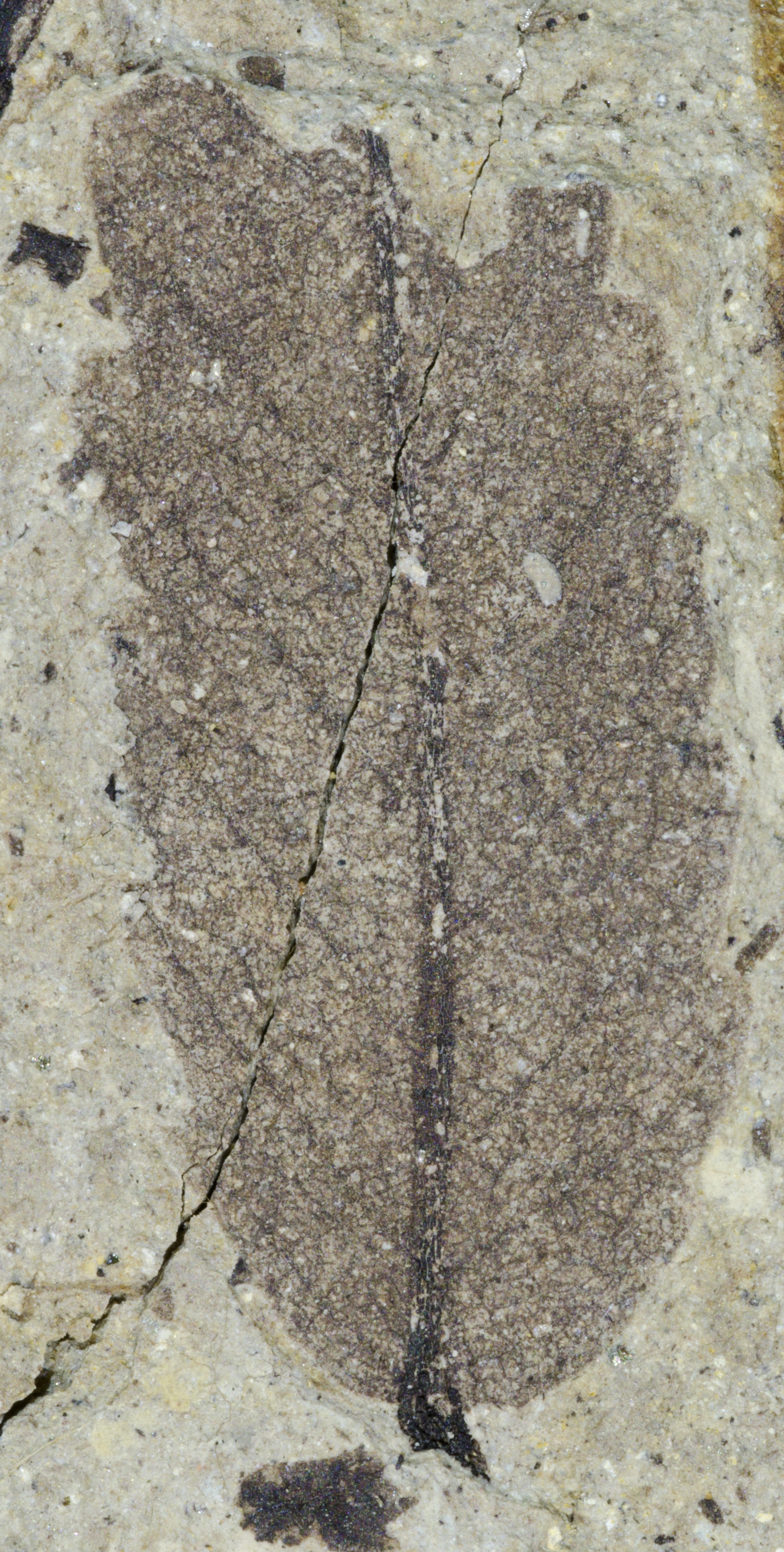 Fossil Image