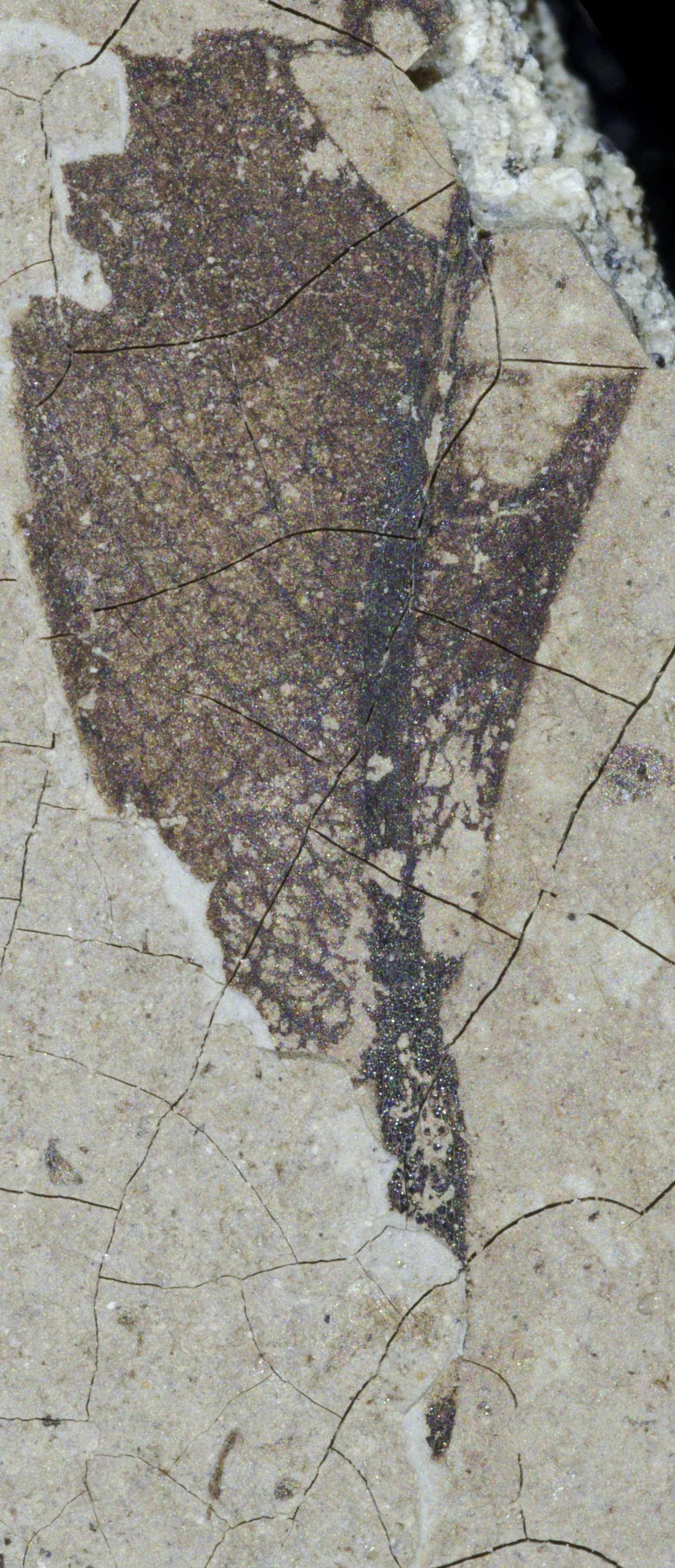 Fossil Image