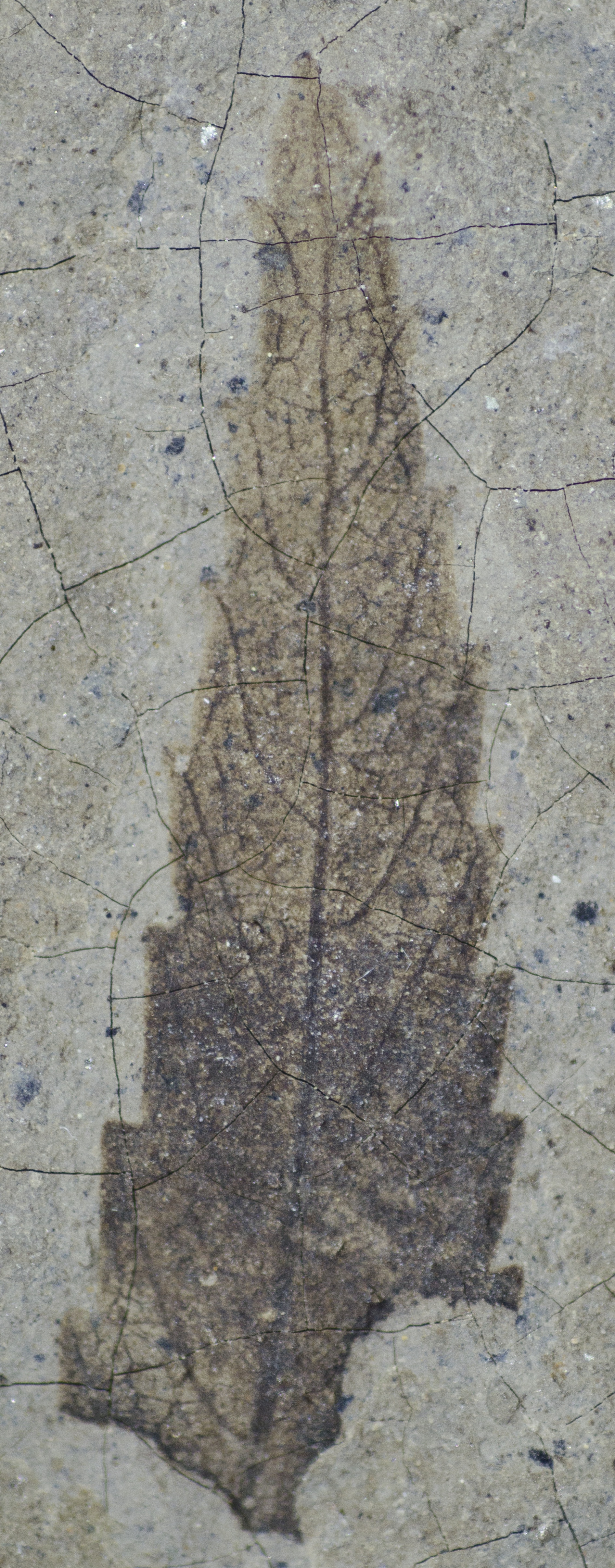 Fossil Image