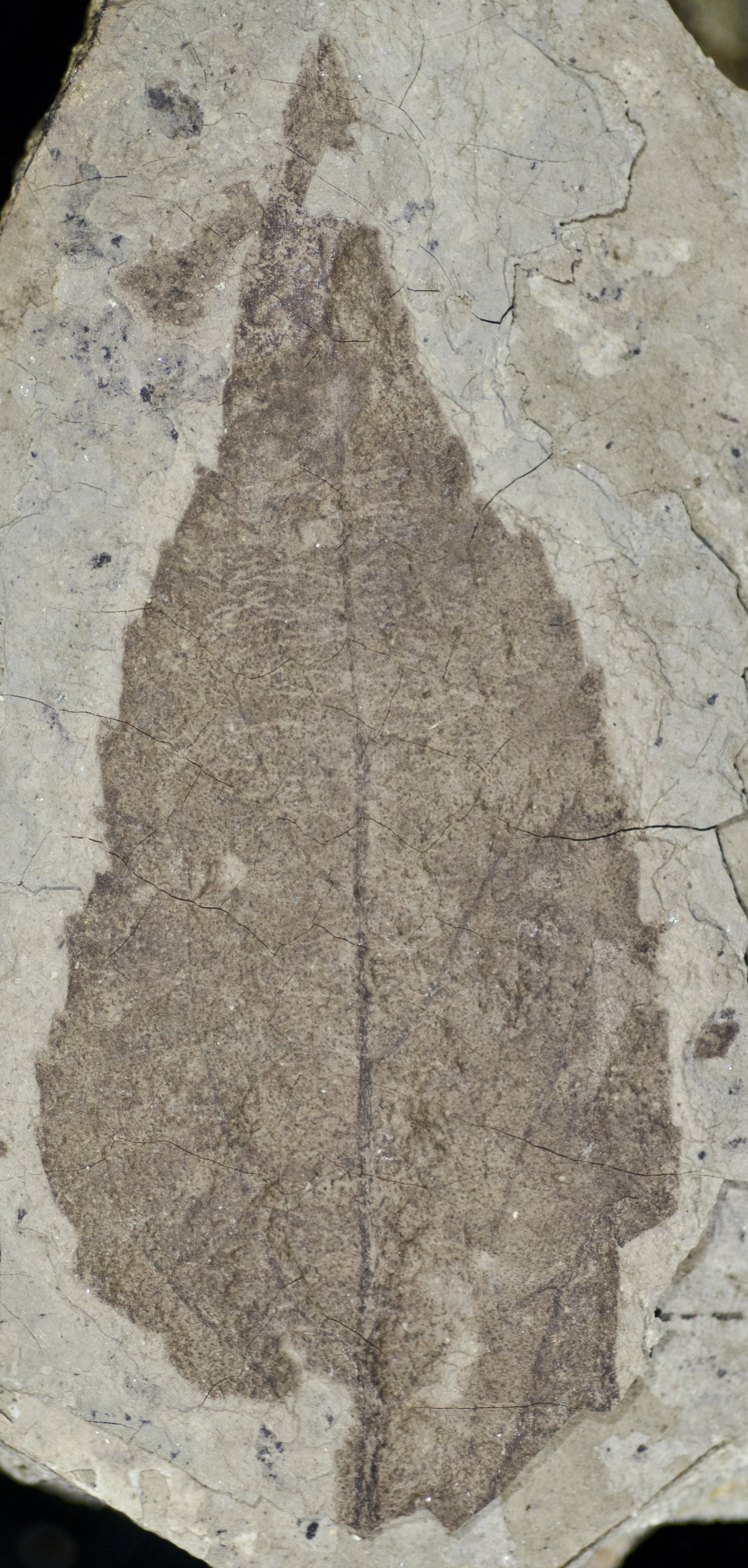 Fossil Image