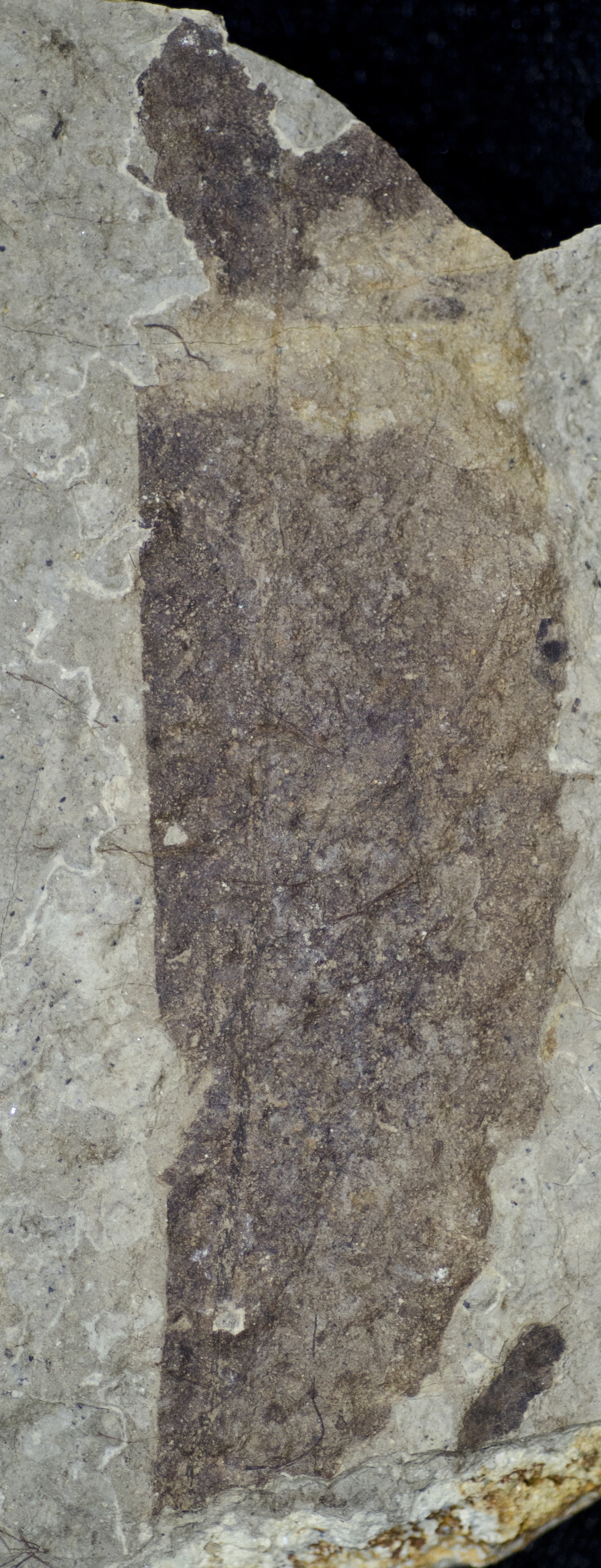 Fossil Image