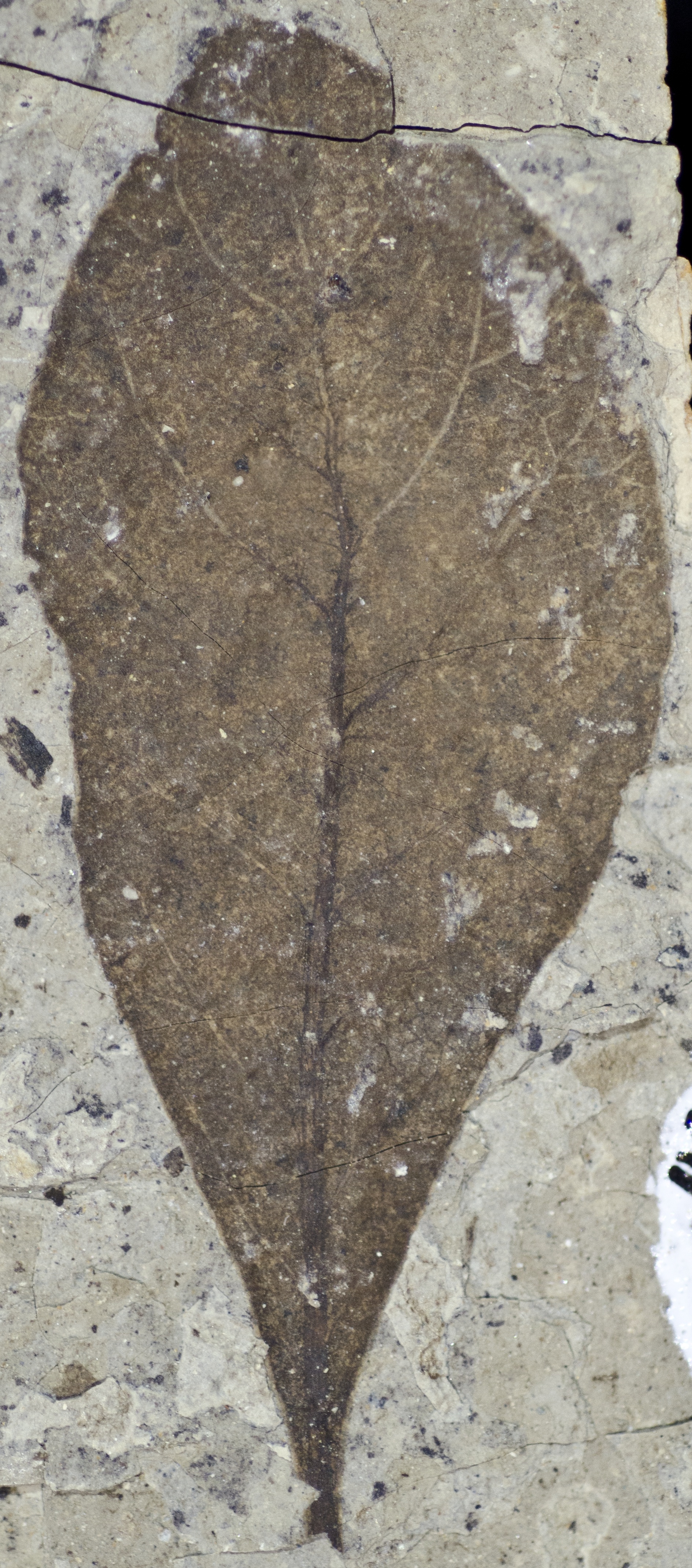 Fossil Image