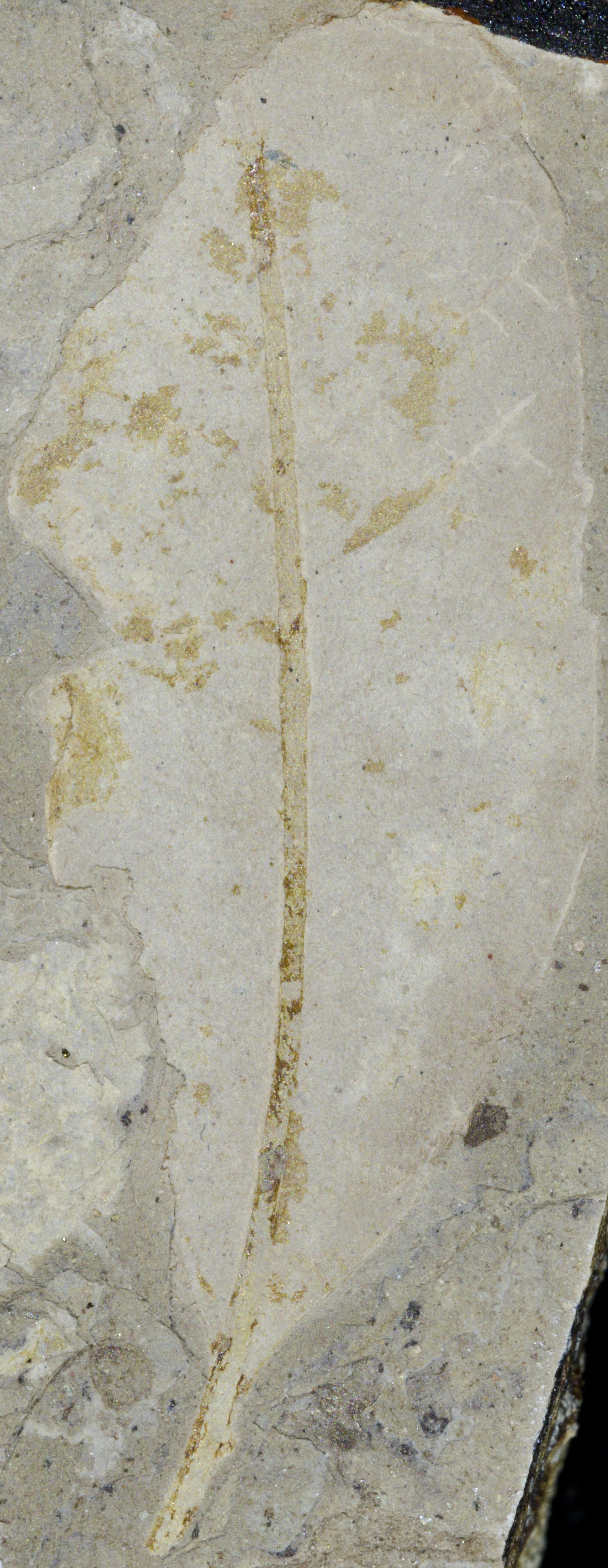 Fossil Image