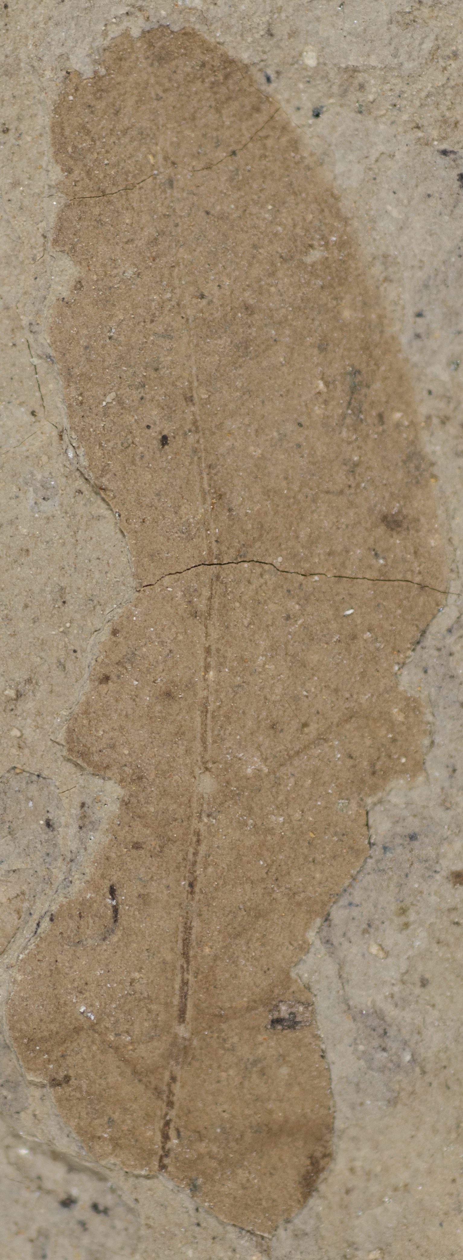 Fossil Image