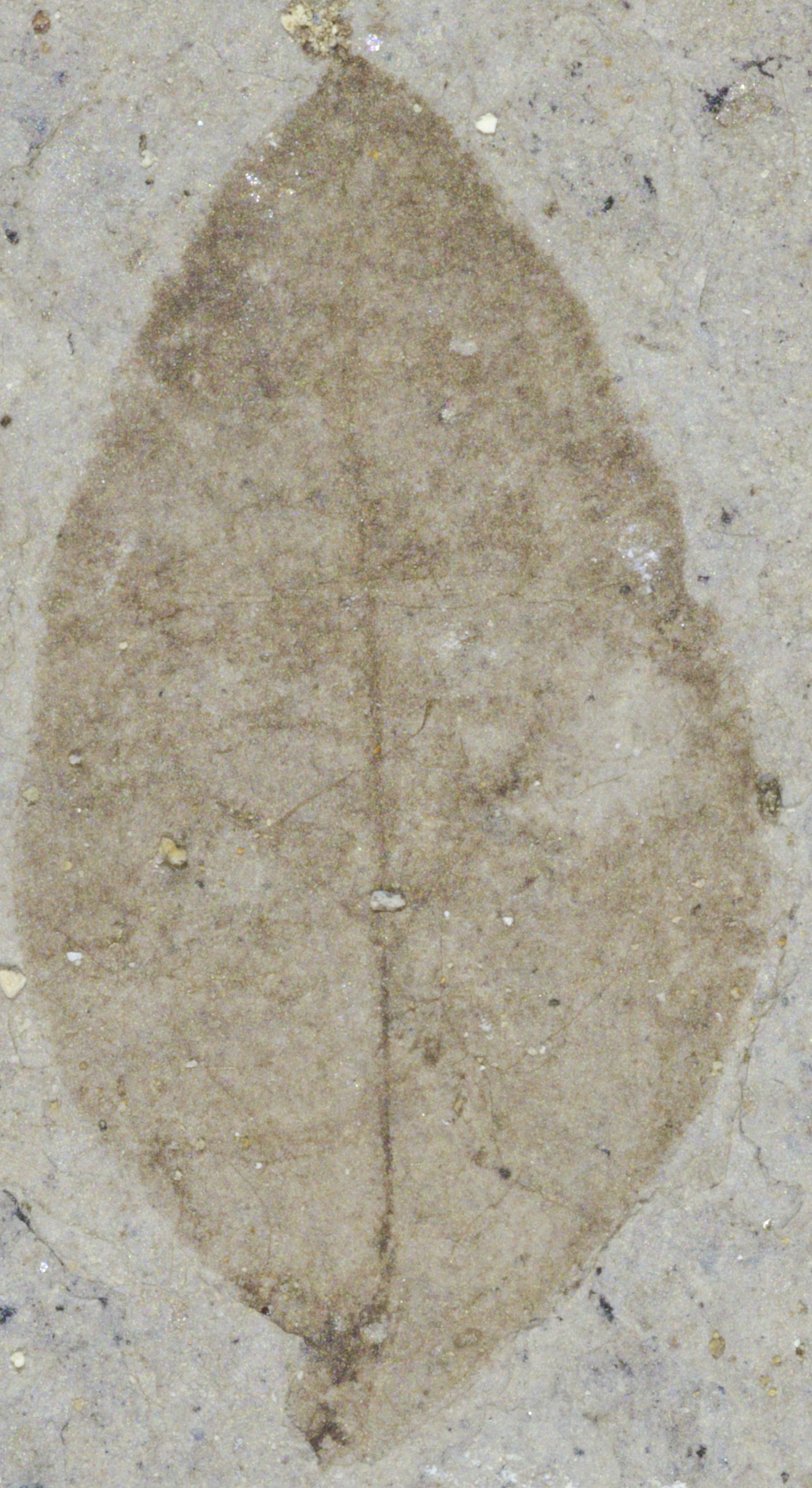 Fossil Image