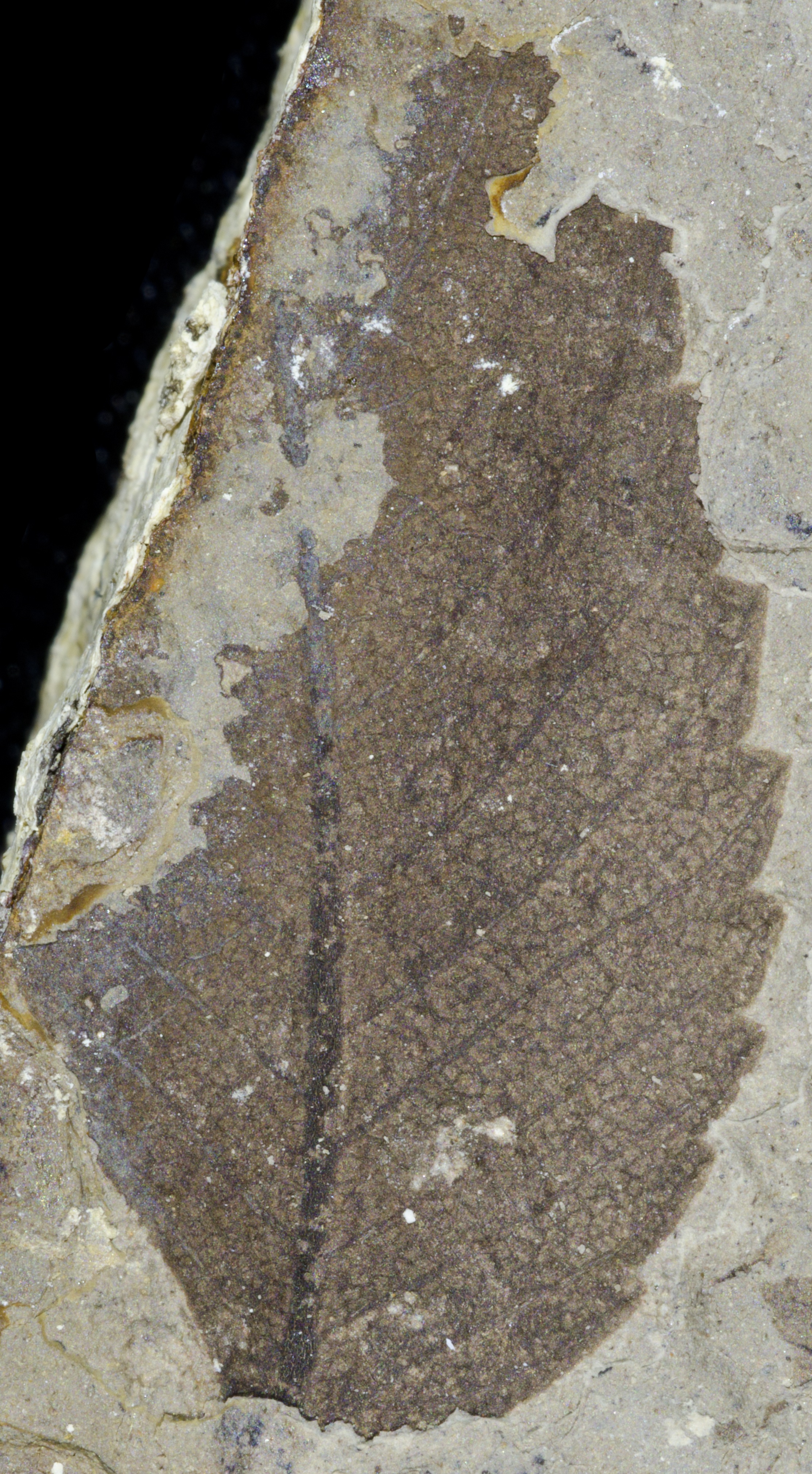 Fossil Image