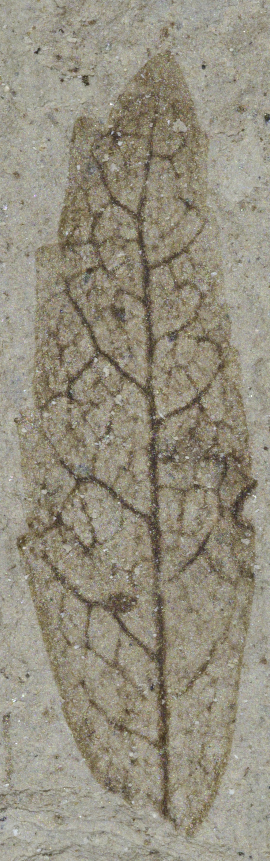 Fossil Image