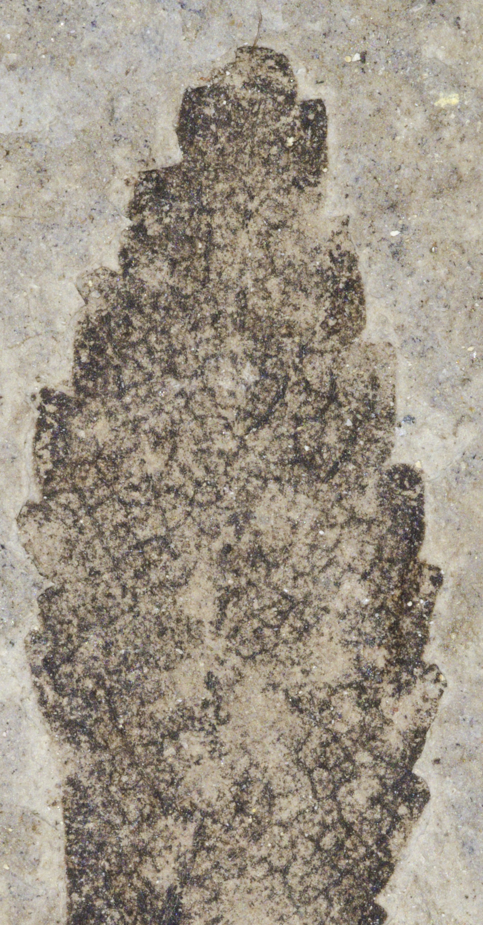 Fossil Image