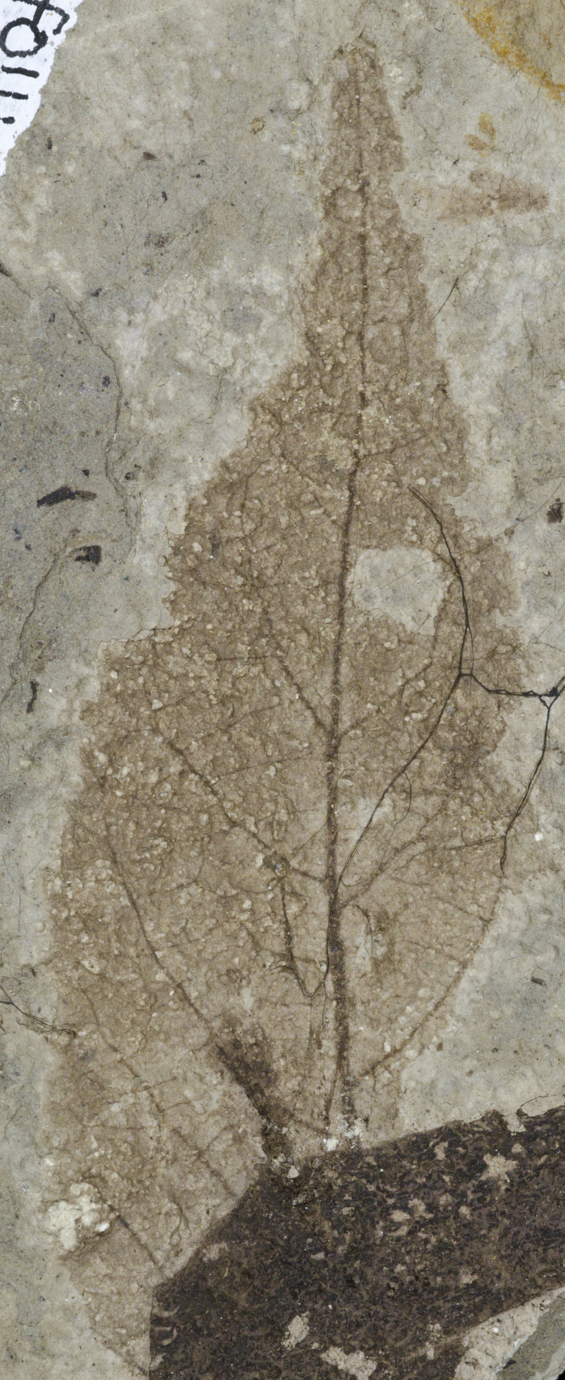 Fossil Image