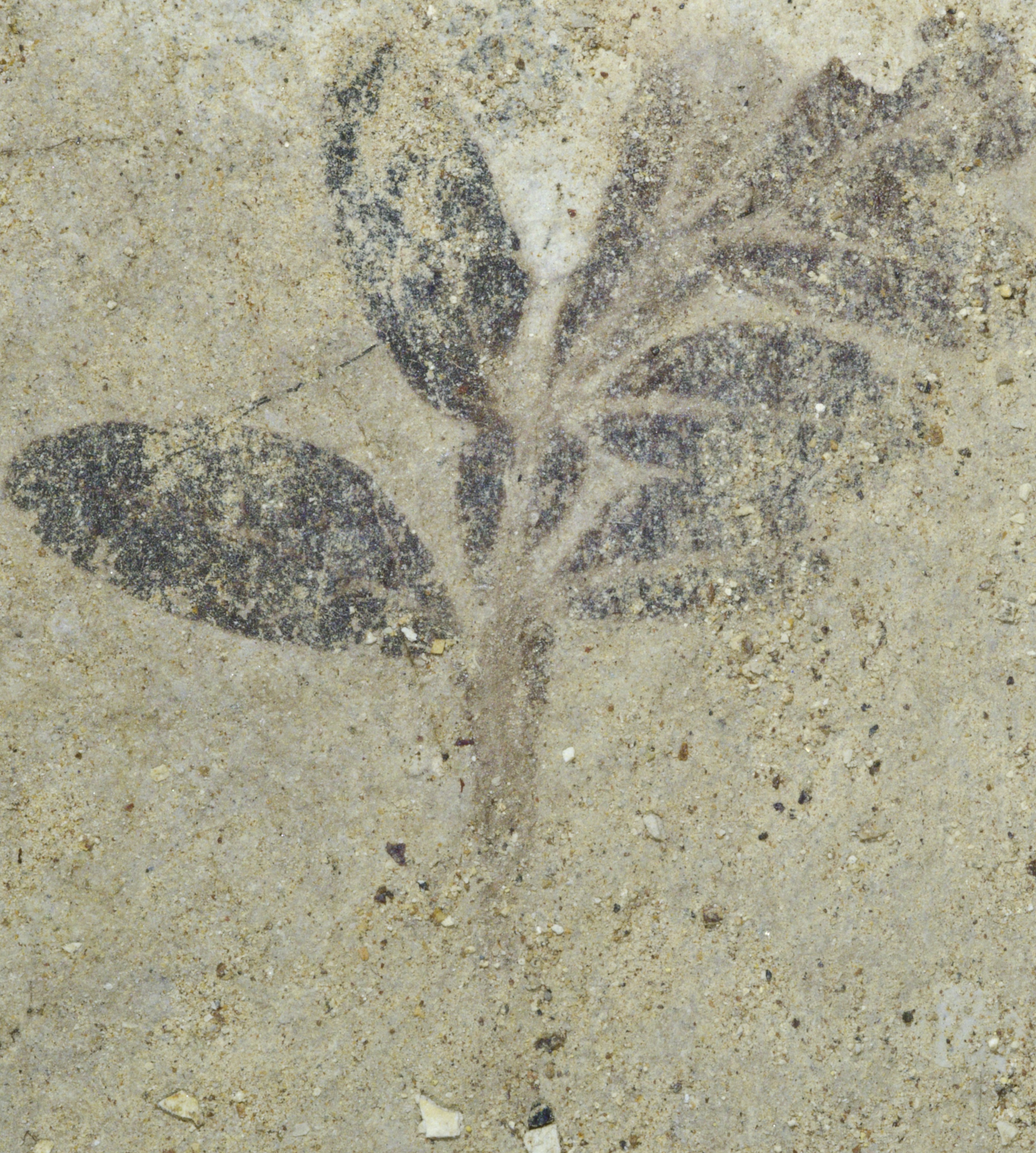 Fossil Image
