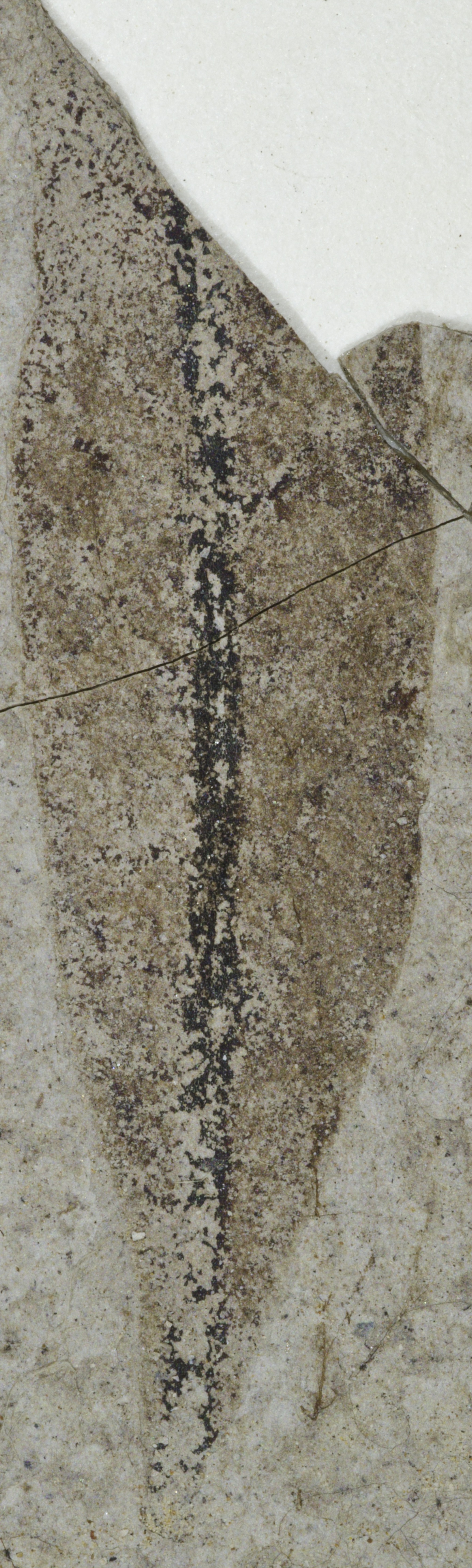 Fossil Image